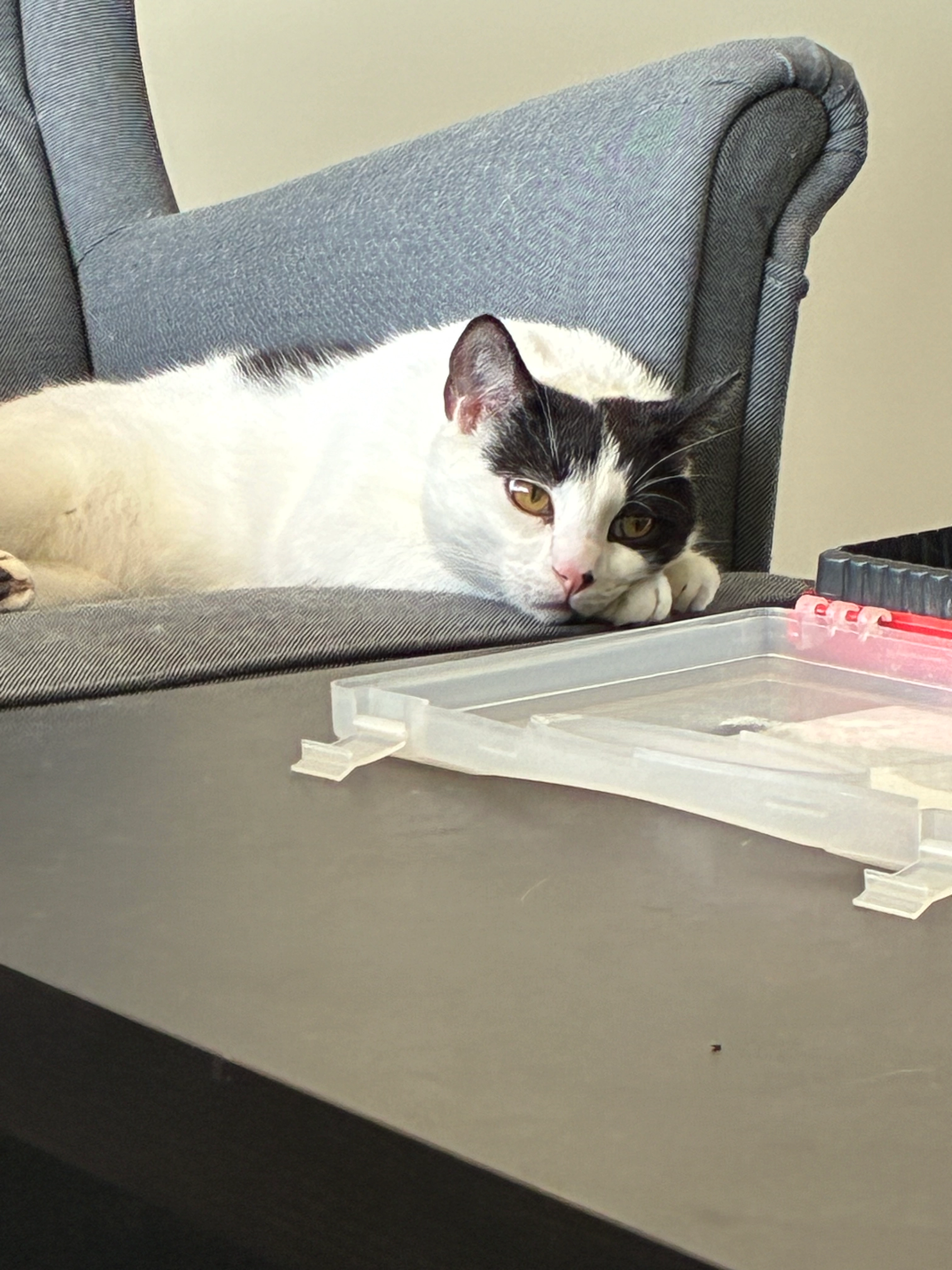 Winston - Robert-Schuman-Ring, Kriftel