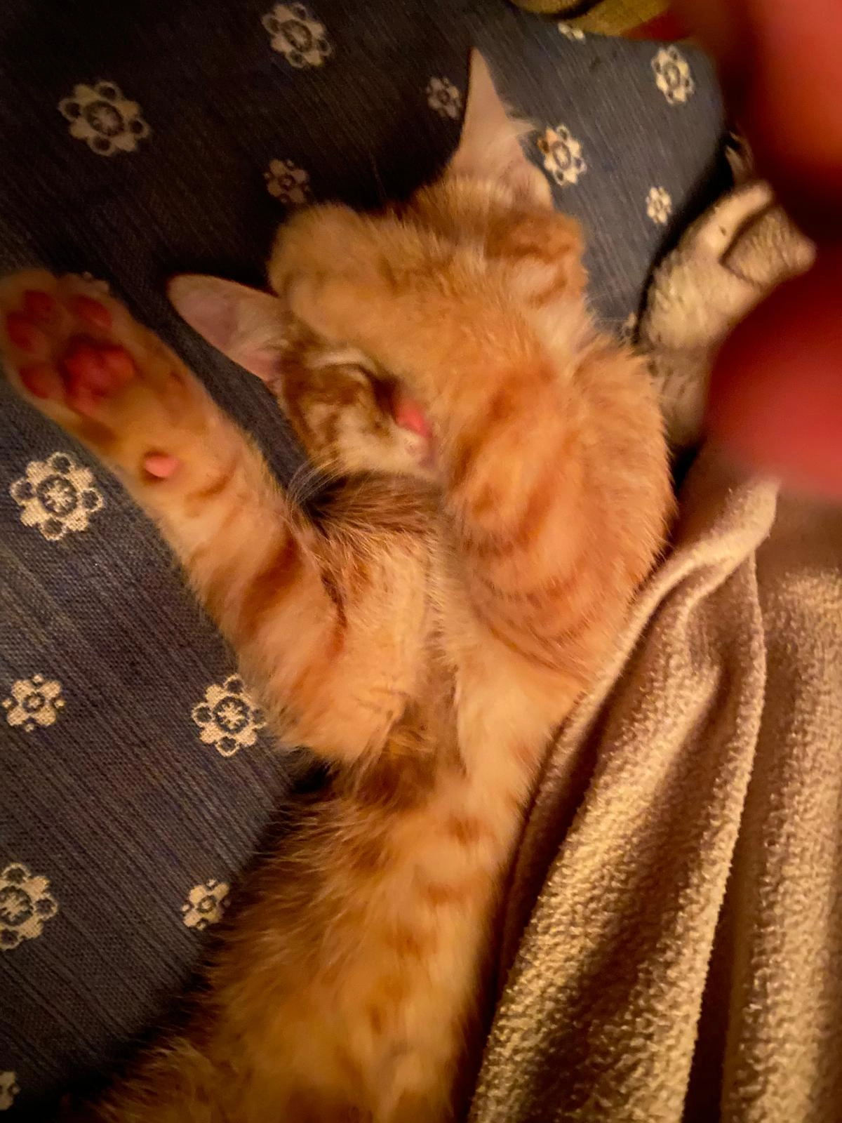 Nuss  - Weberfeld 45, Seitenstetten