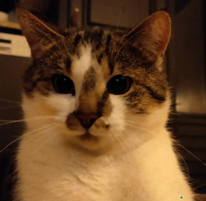 Leo - Willem Barendszstraat, Breda