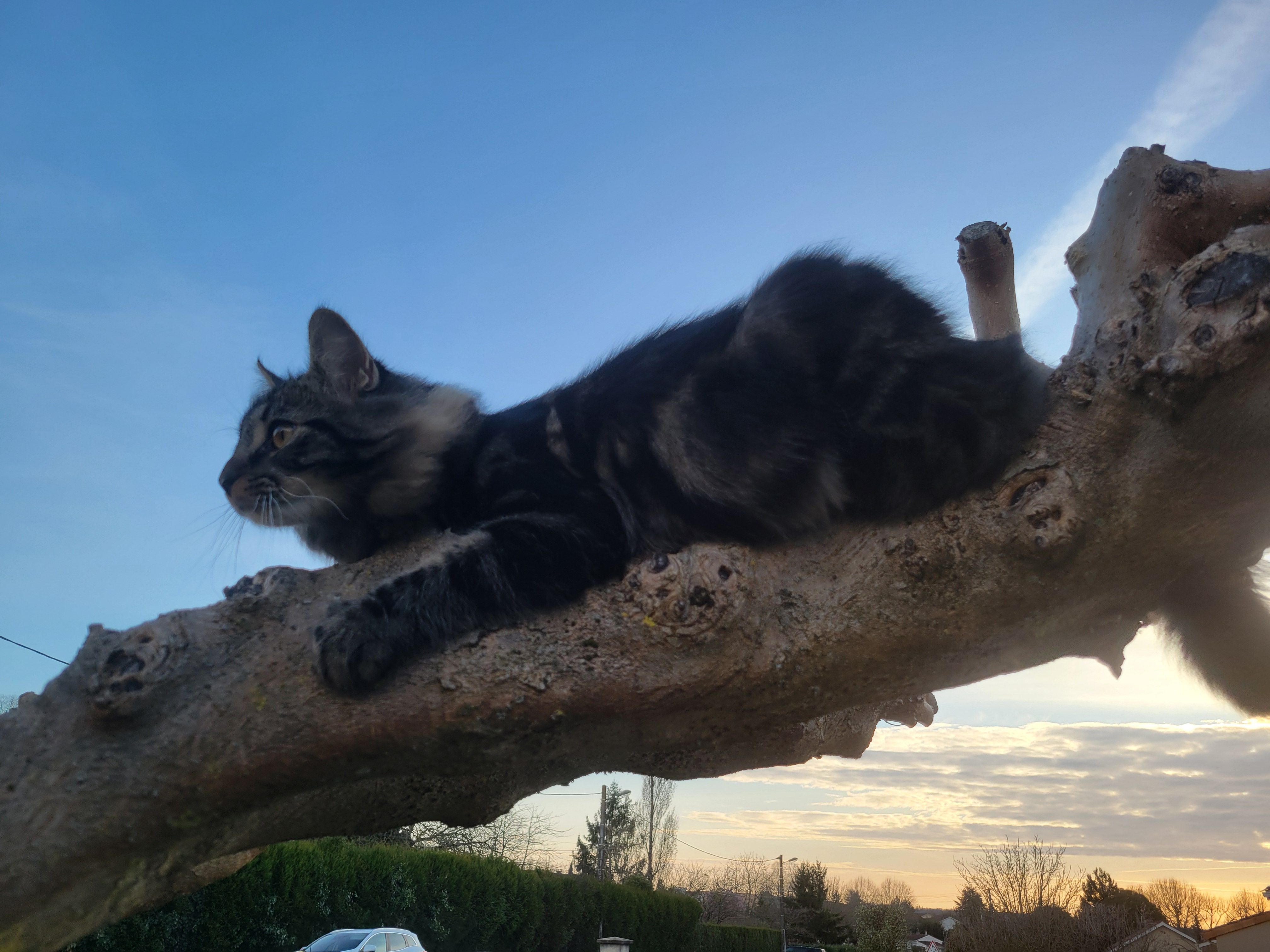 Noe - 16T Avenue de l'Europe, Barbezieux-Saint-Hilaire