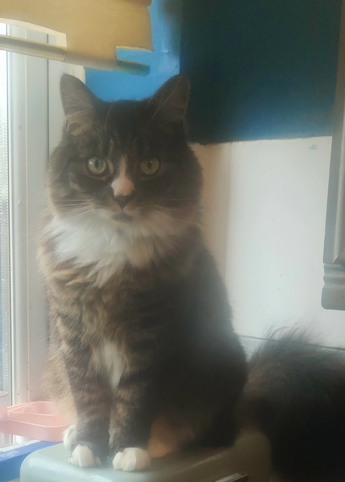 Gizmo  - Cherington, Bristol