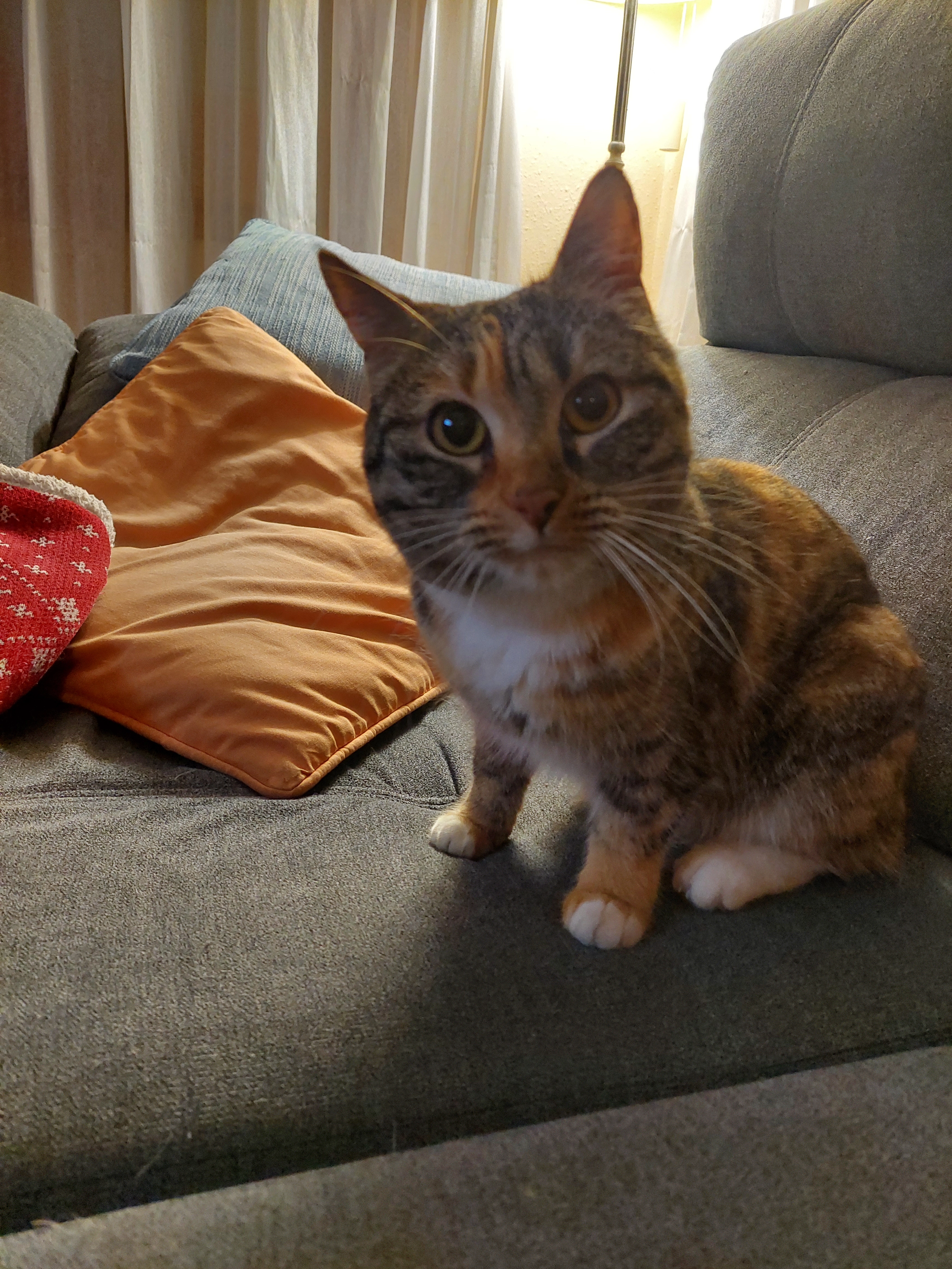 Mishuke - Carrer Costa Brava, Fogars de la Selva