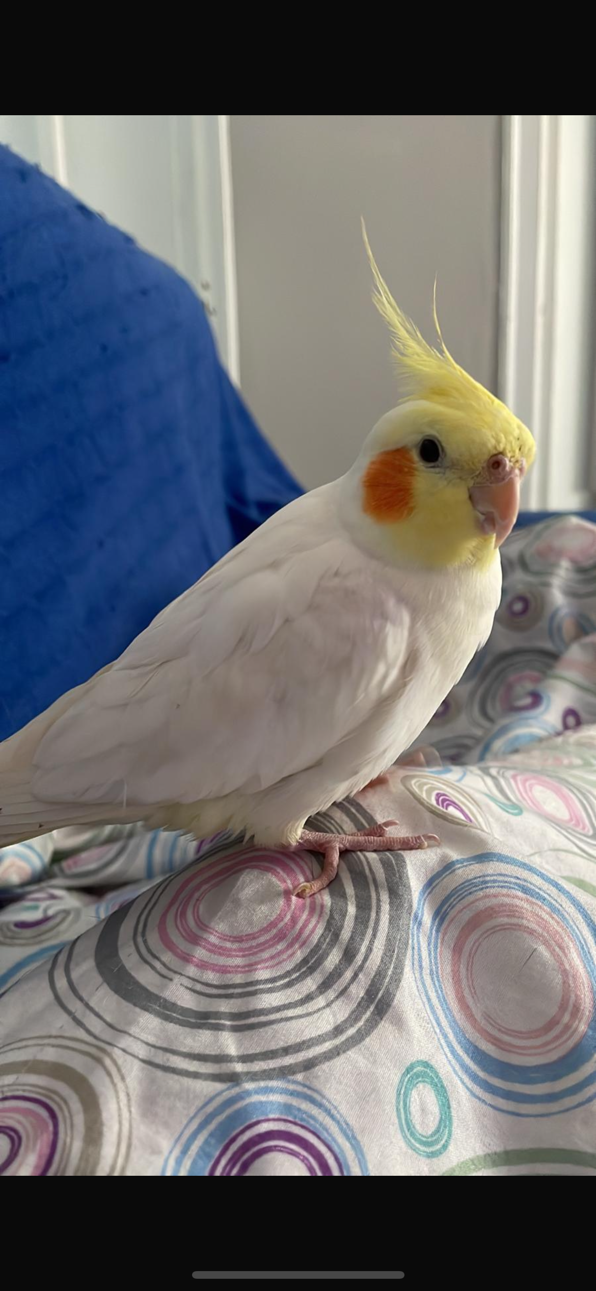 Loli - Avenida España, Segorbe