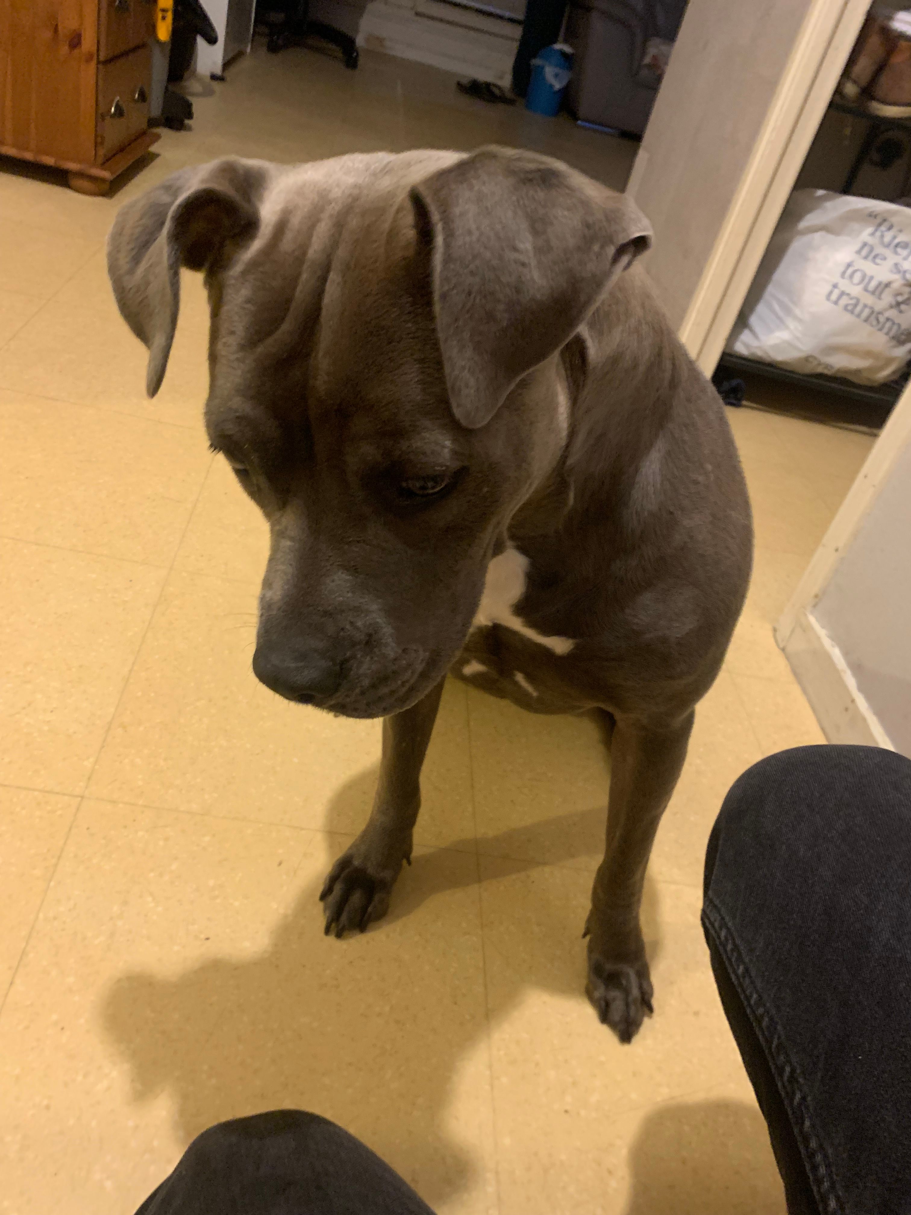 Tokyo  - Route de l'Adézière, Avrillé