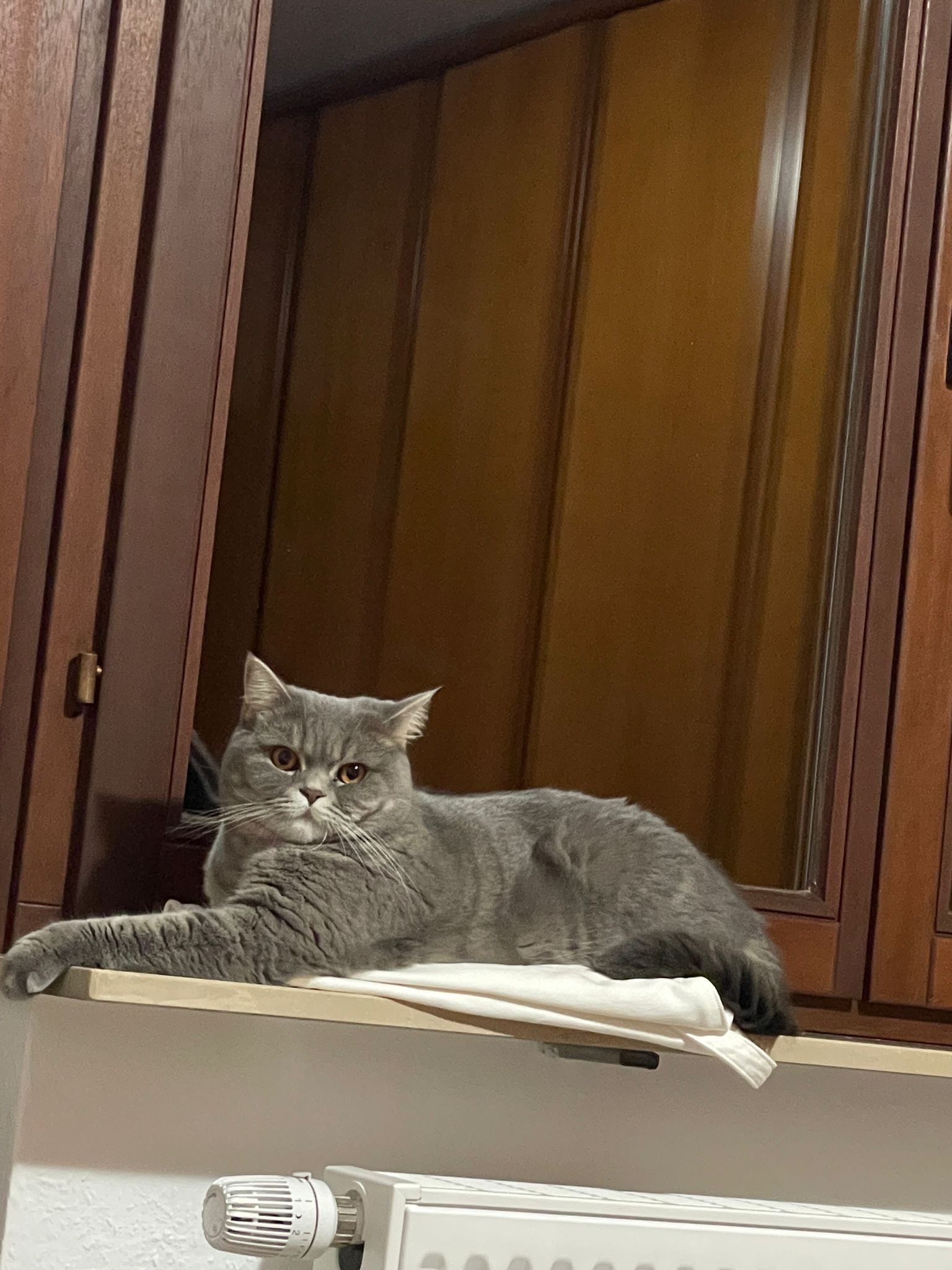 Mosi - Rohrbacher Straße, Triberg im Schwarzwald