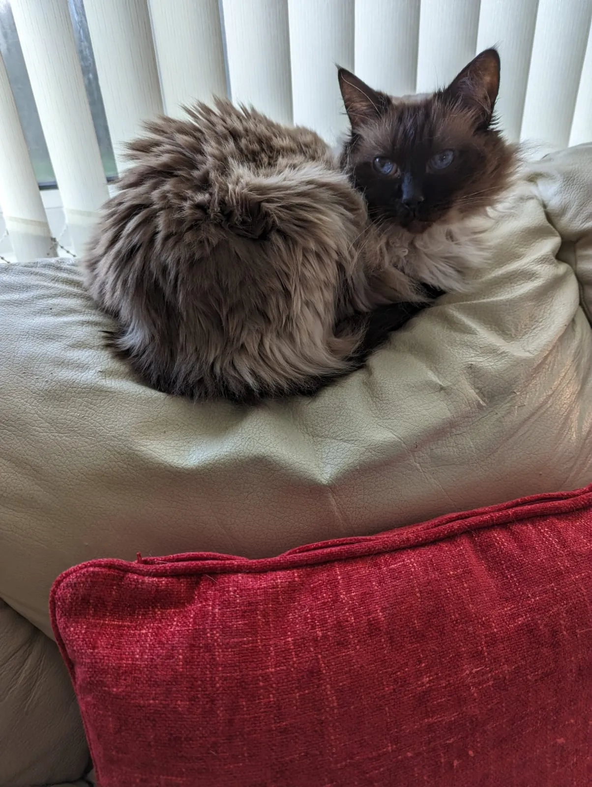 Bailey - Lower Mead Drive, Burnley