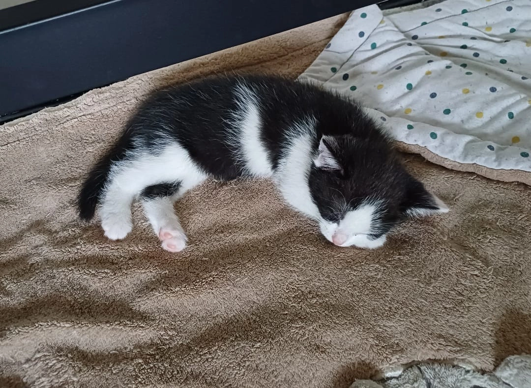 Ze hebben nog geen naam - Kustrif, Lelystad