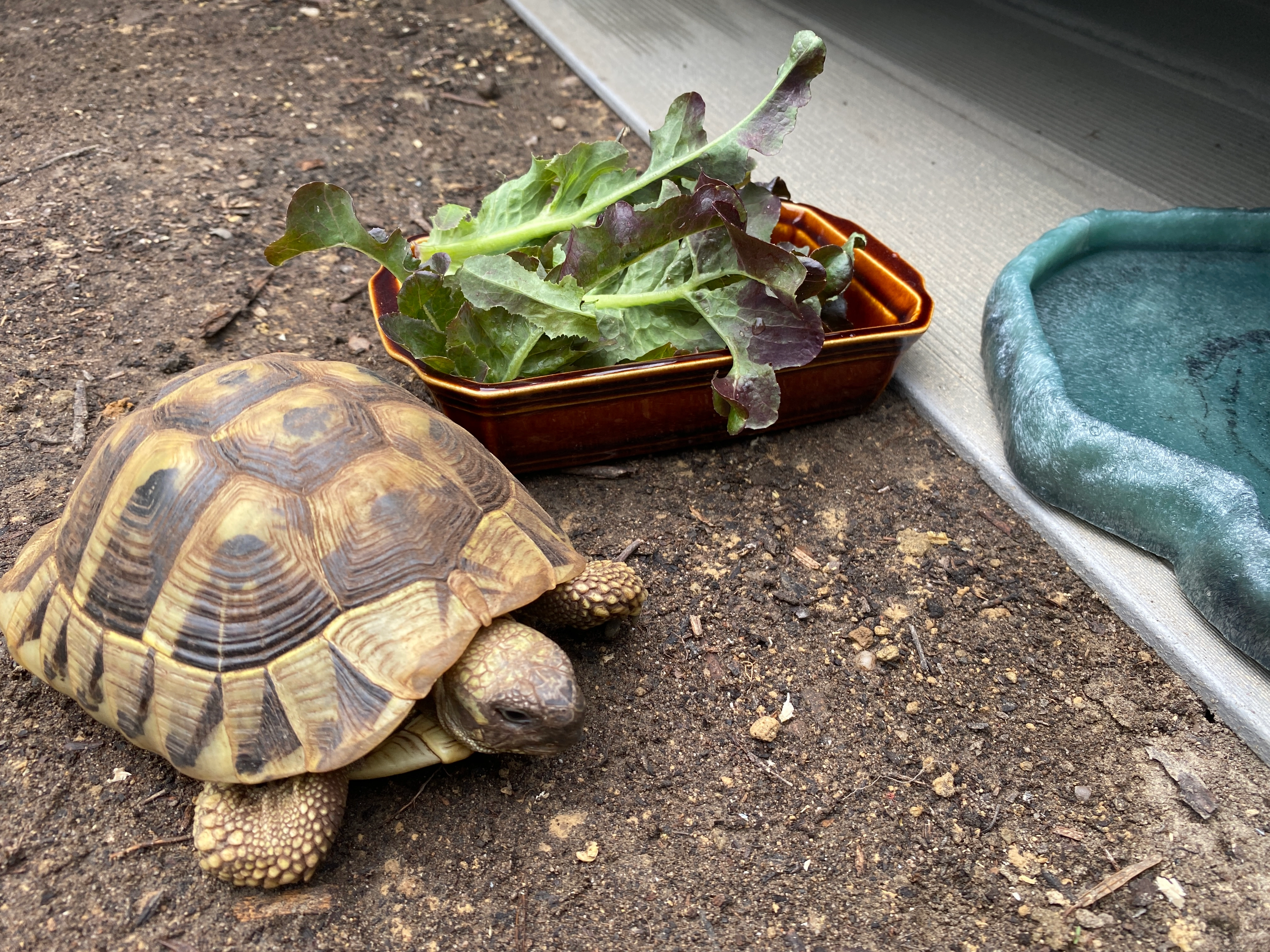 Chopper - Route d'Elsasshausen, Woerth