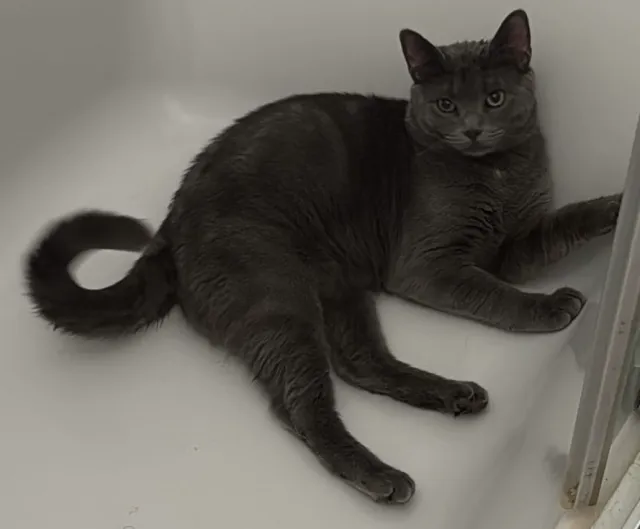 Bagheera  - Meridian Street, East Boston