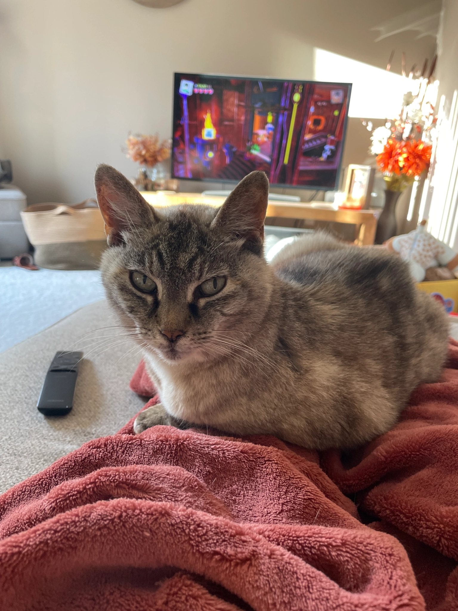 Mimi - Ogwell Mill Road, Newton Abbot