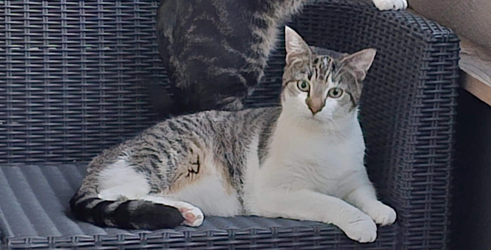 Frieda - Ricarda-Huch-Straße, Marl