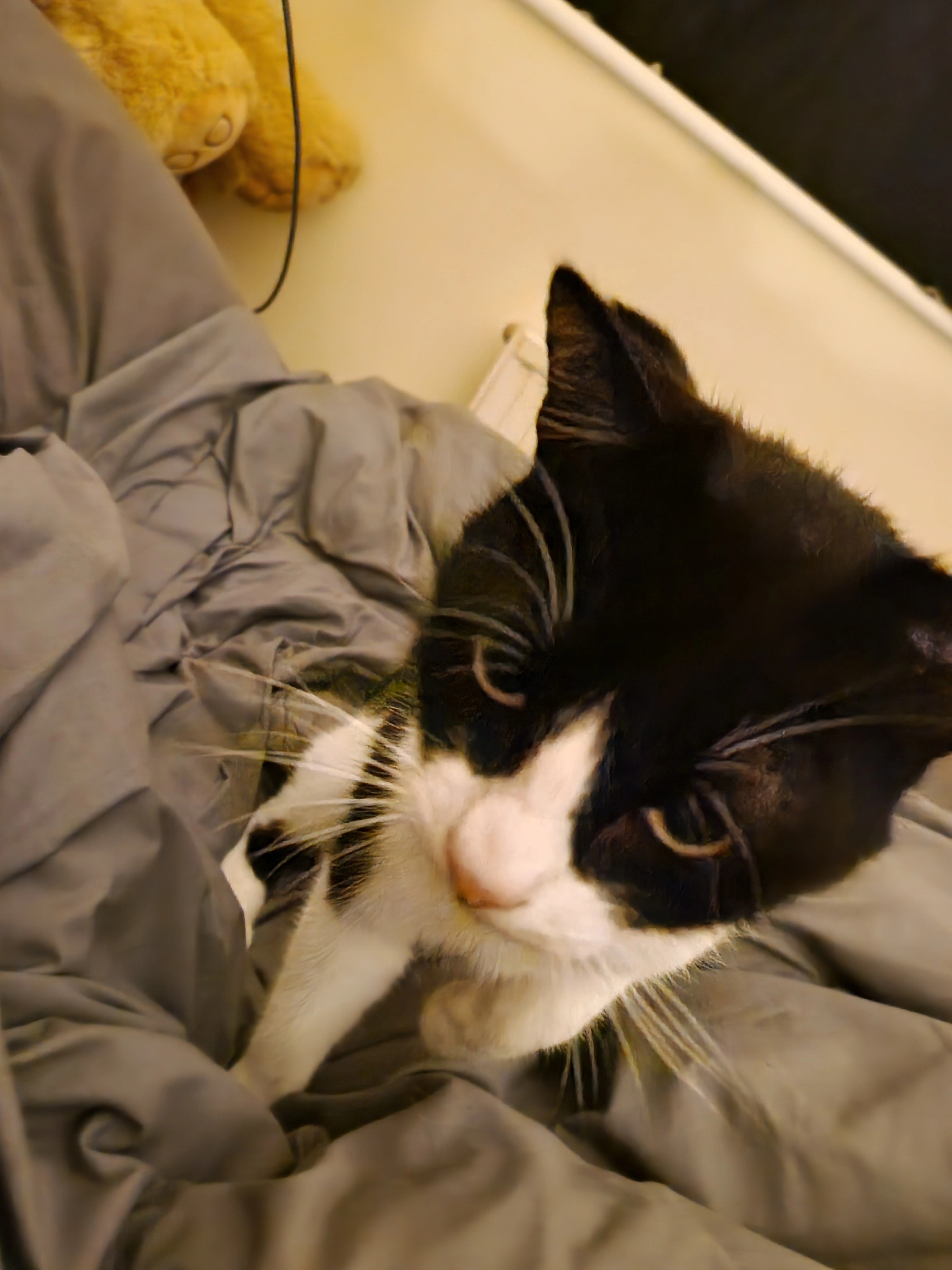 Oreo - Lilac Walk, Reading