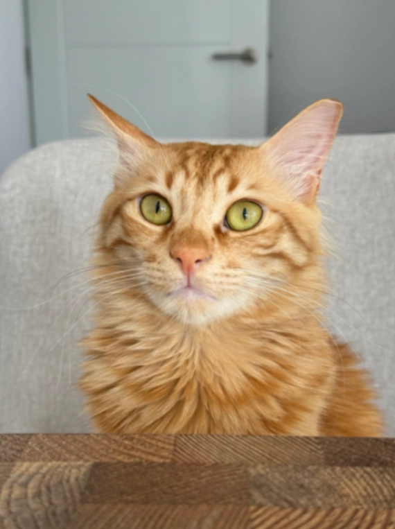 Link - KT5 8, Surbiton