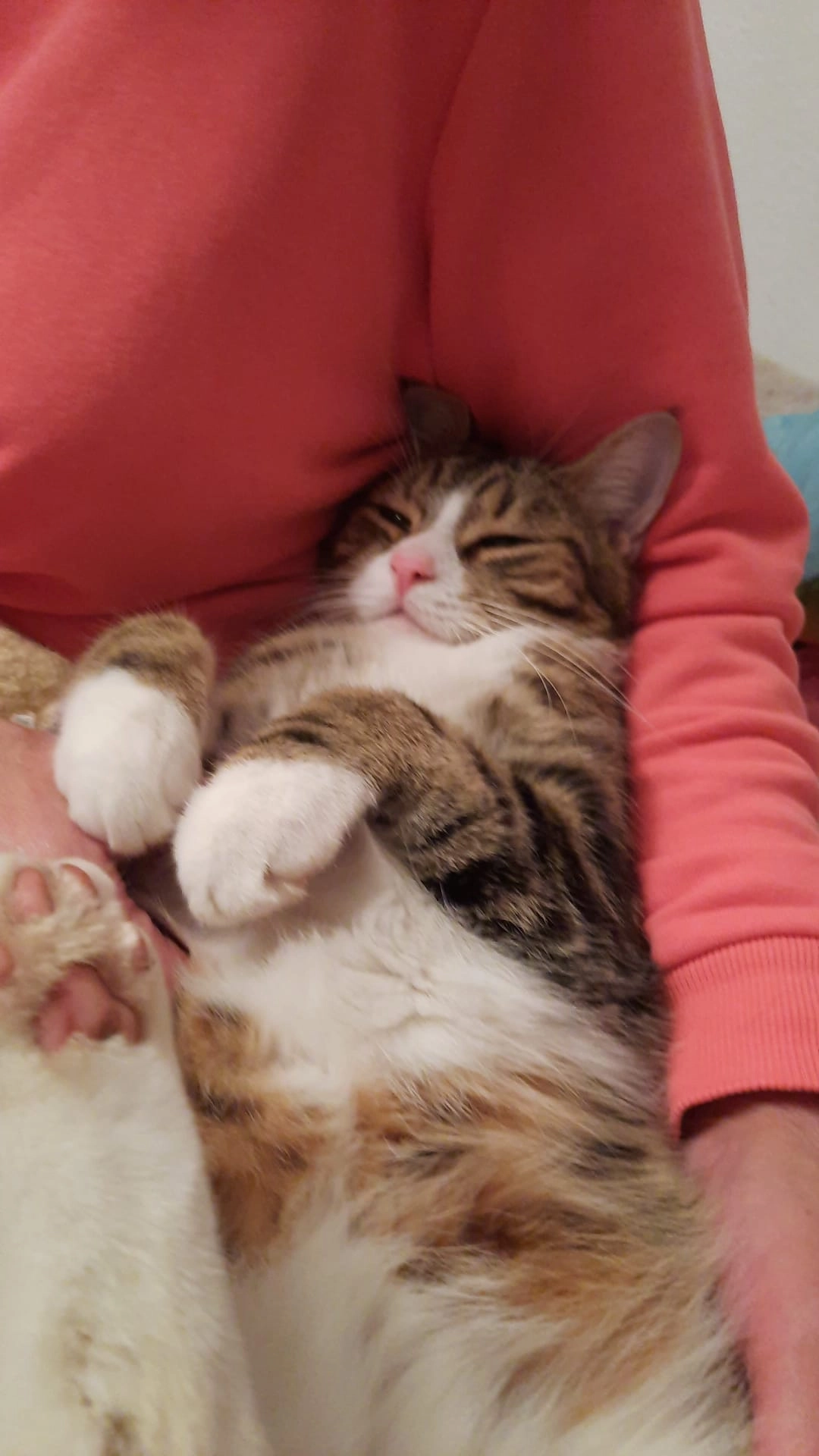 Castiel  - Untere Dickne, Plochingen