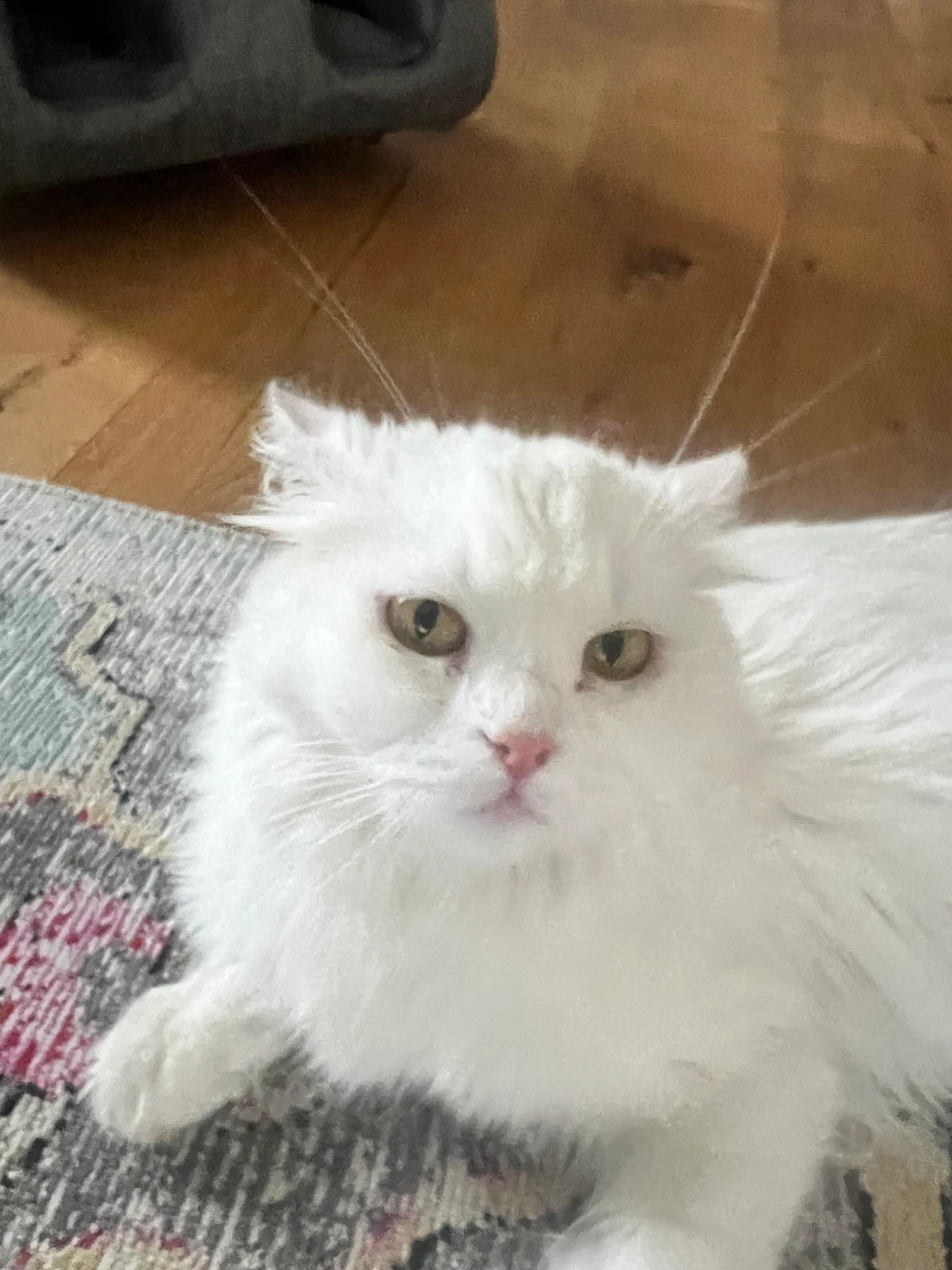 Pinkie - 63075, Offenbach am Main