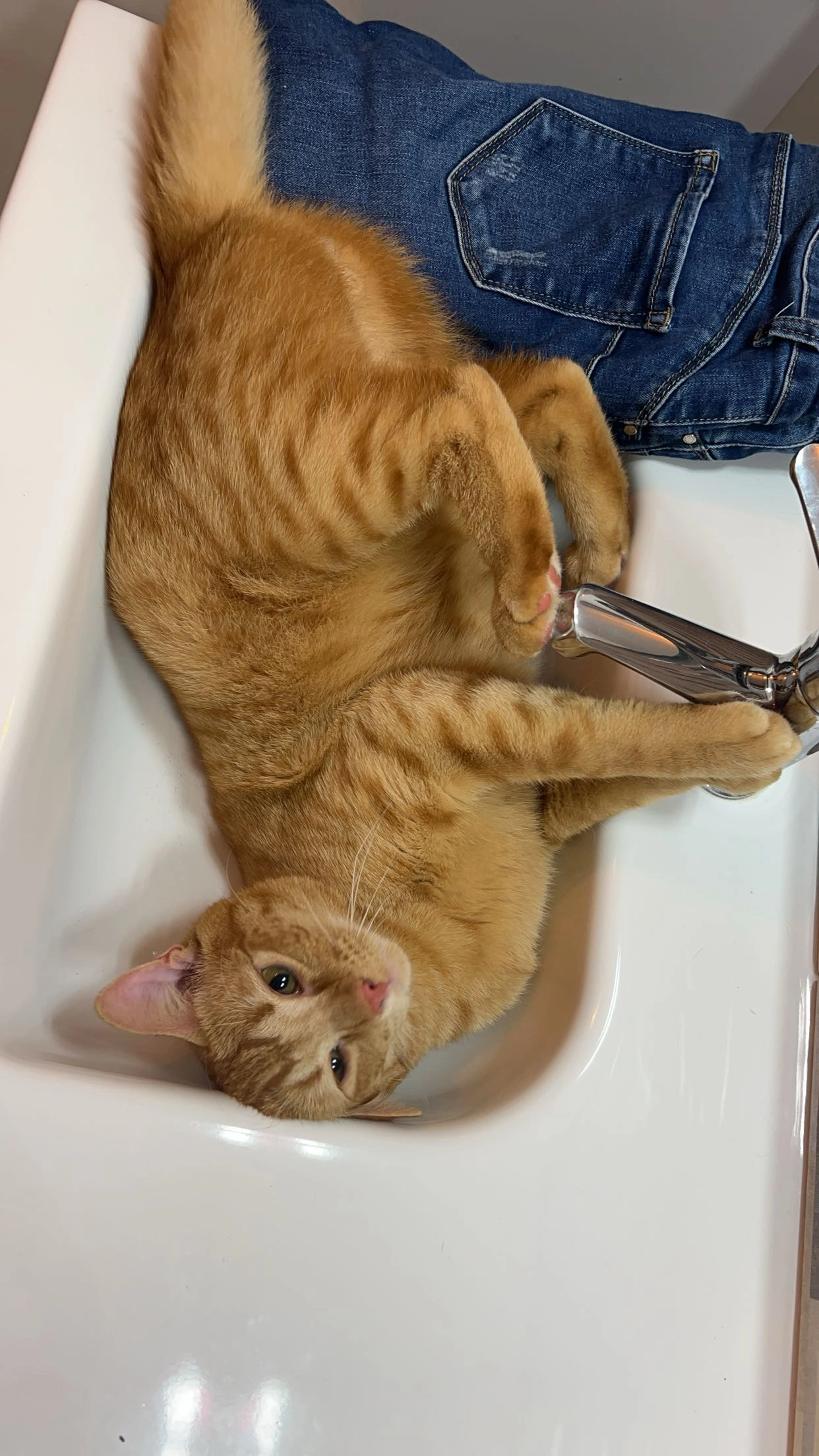 Cacahuète  - Rue de la Renardière, Val des Vignes