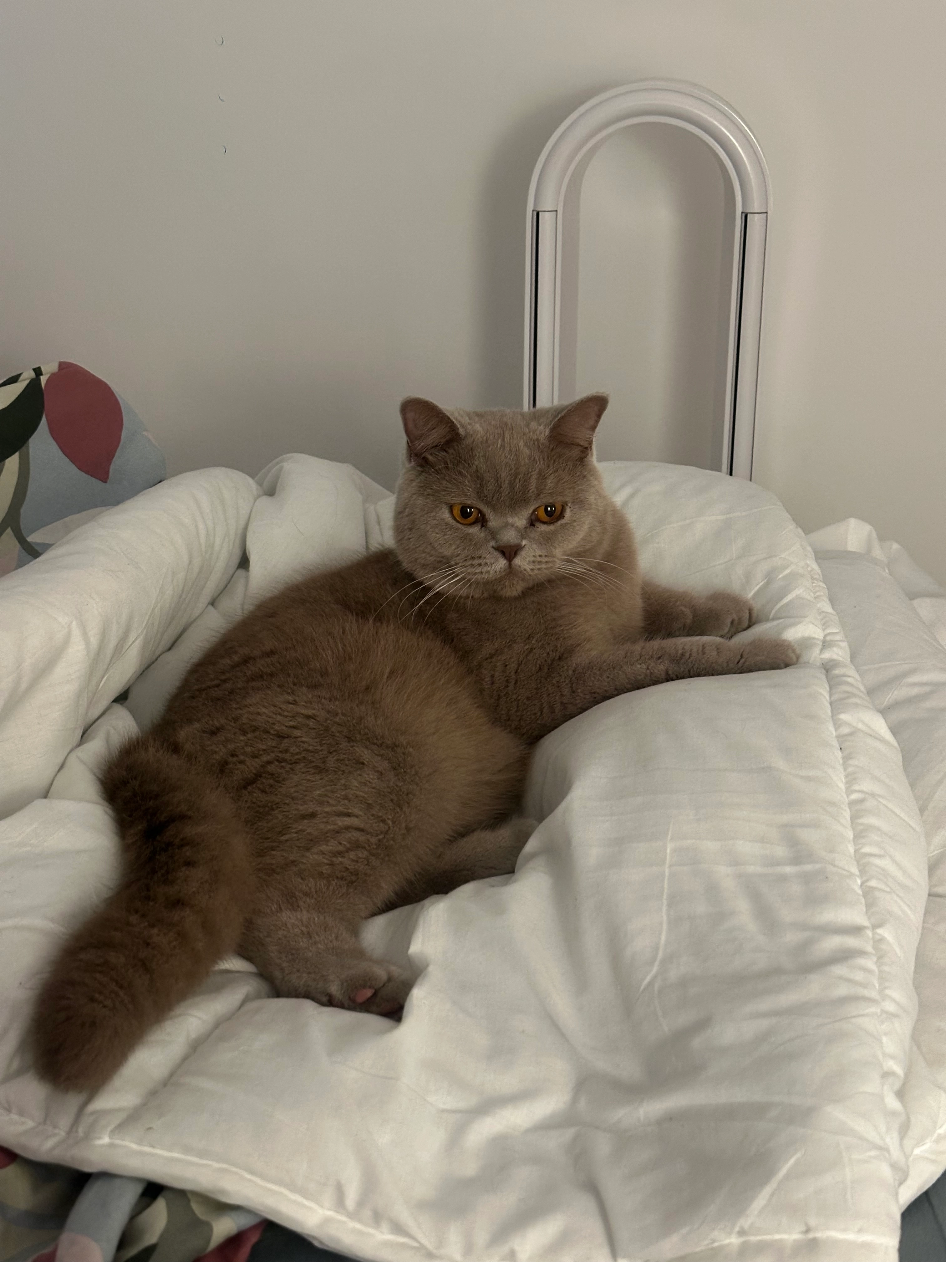 Zeus - Rua Primeiro de Maio, Venteira