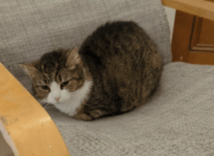 Mimi and Milo 2 cats - 9 Chestnut Grove, Nottingham