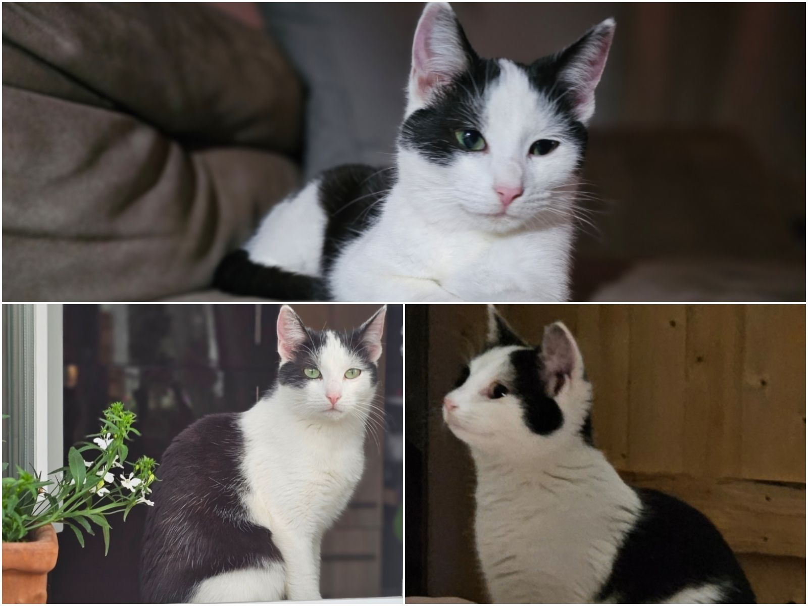 Lucy - Hamburger Straße, Nauen