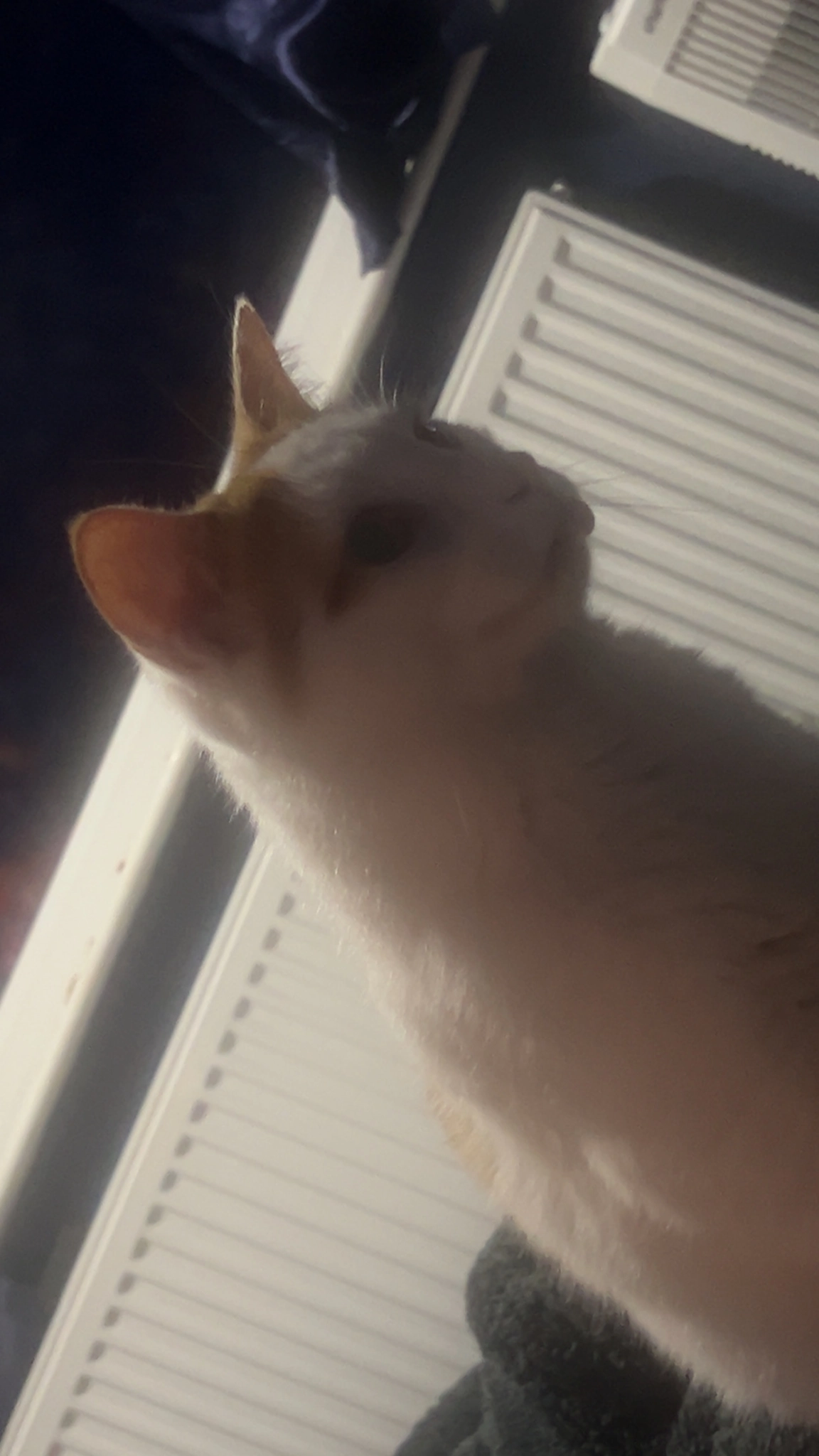 Leon - Church View, Ibstock