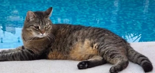 Oscar - Calle Sรกdaba, Torrevieja