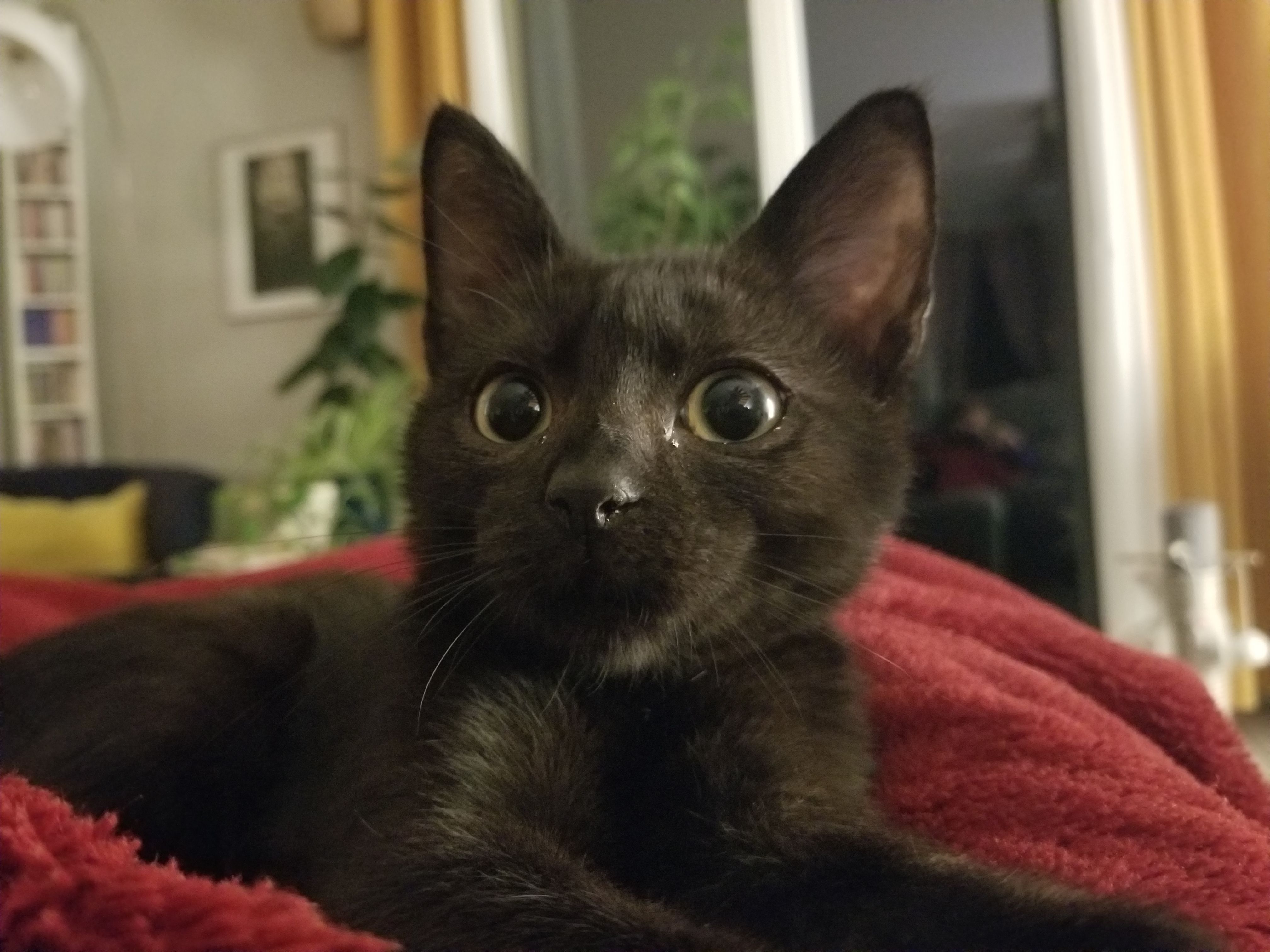 Ino - 3 Impasse des Noisetiers, Bergerac