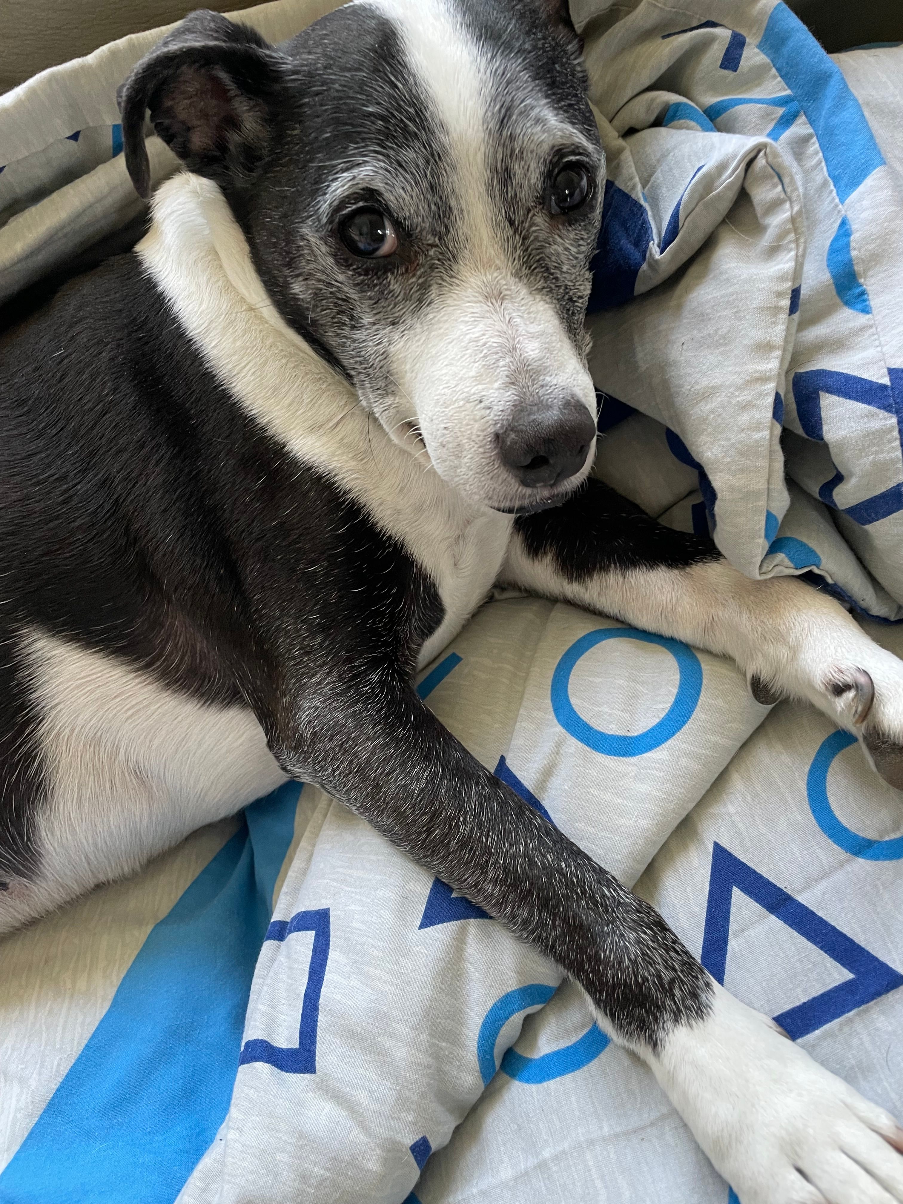 Freddie  - Fleece Road, Surbiton