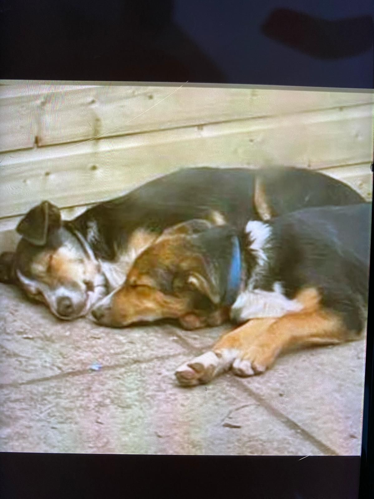 Archie - EX3 0, Exeter