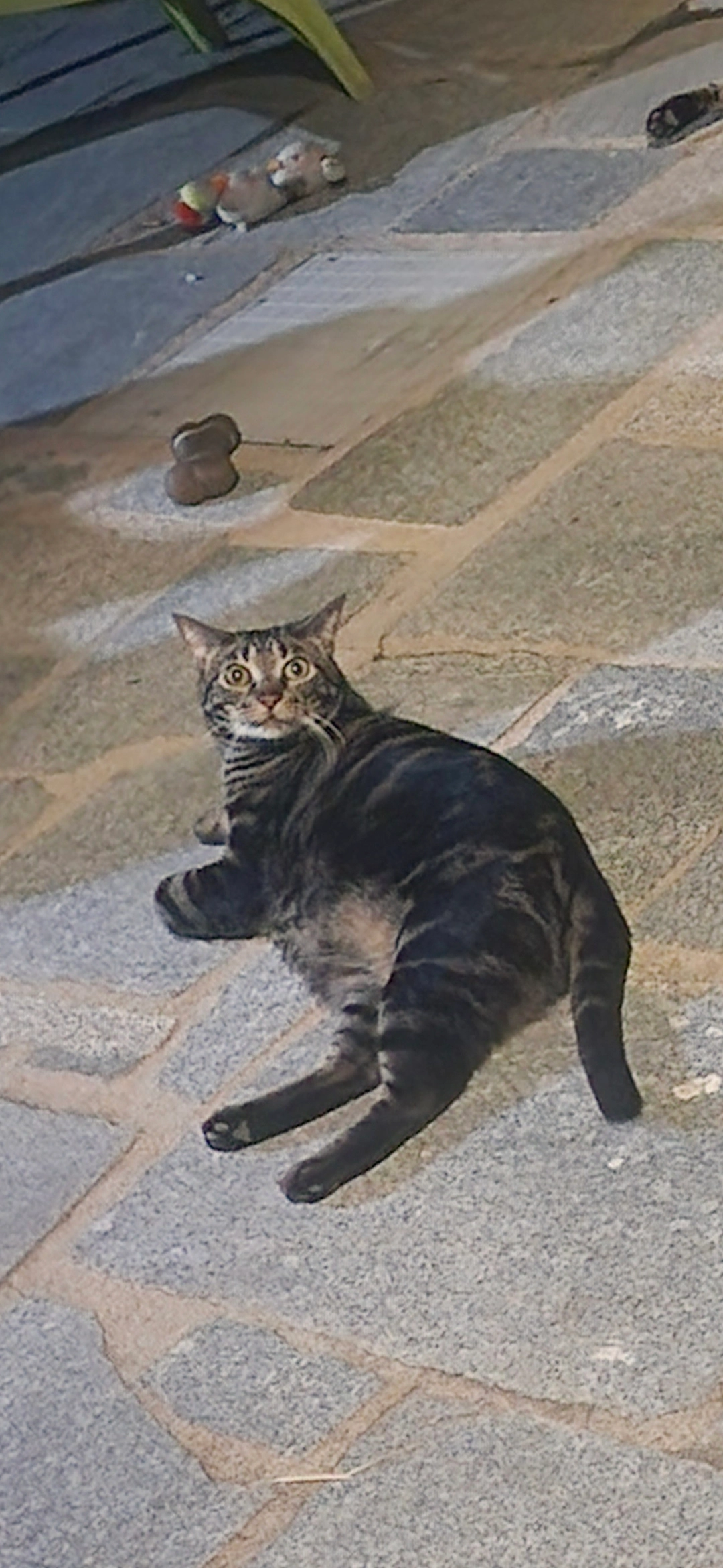 Jacinta - Calle de Lugo 10, Collado Mediano