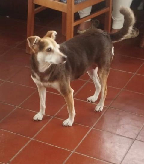 Penny - Via Monte Cimone, Comacchio