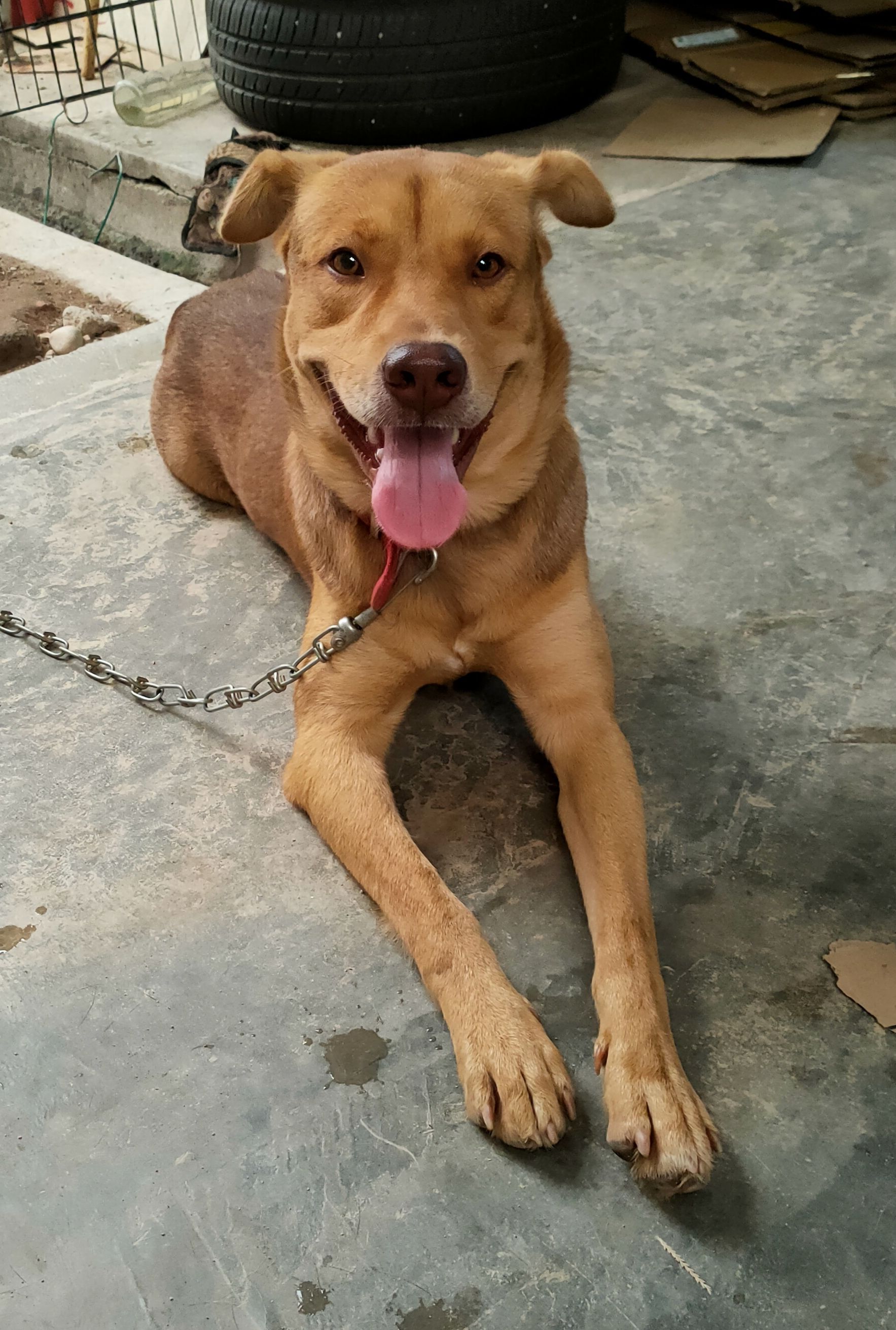 好运 (Hao Yun) - Taman Seruling, 08000, Sungai Petani, Kedah