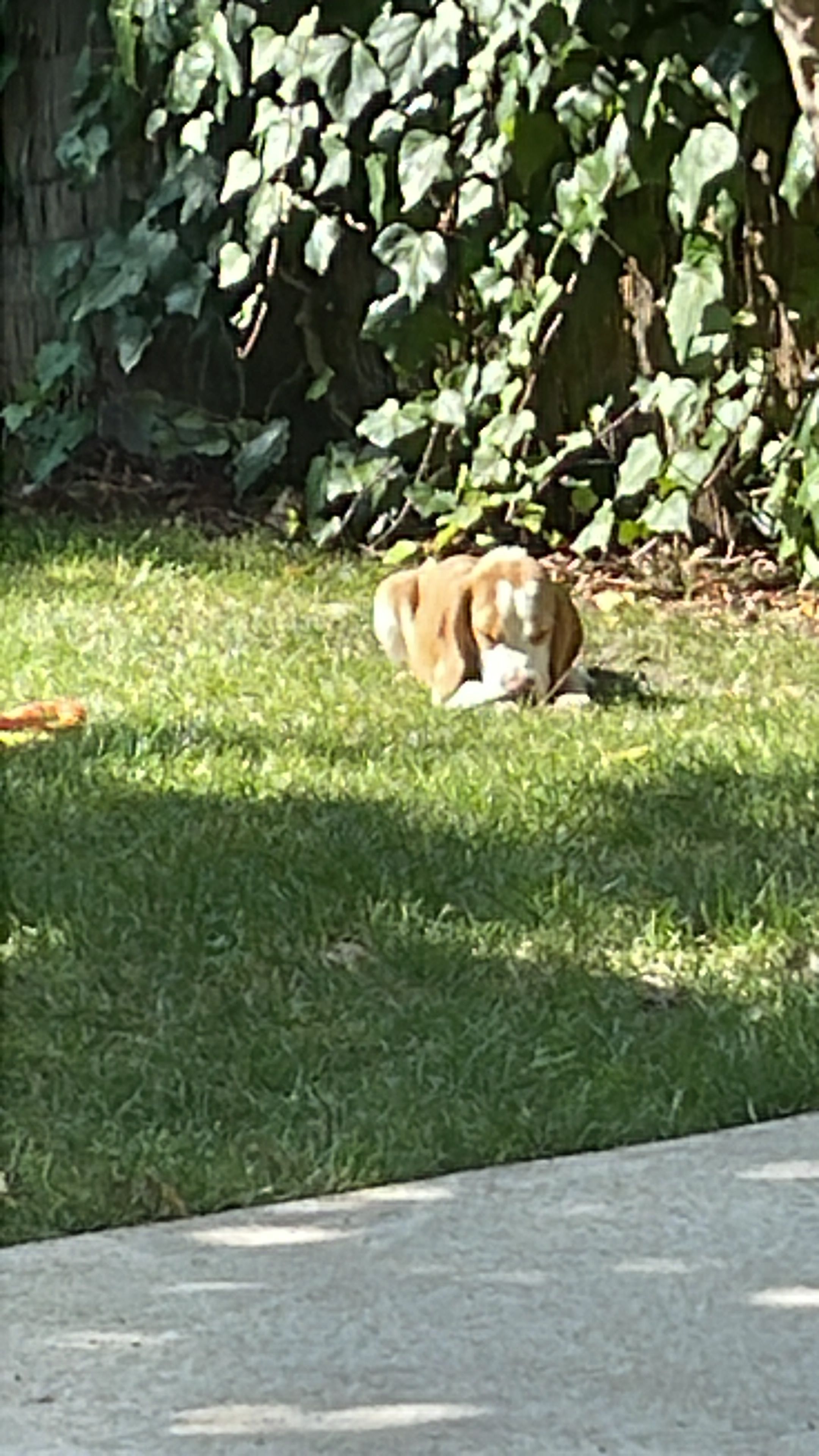 Vigo - 14 Rue Marcel Planiol, Rennes