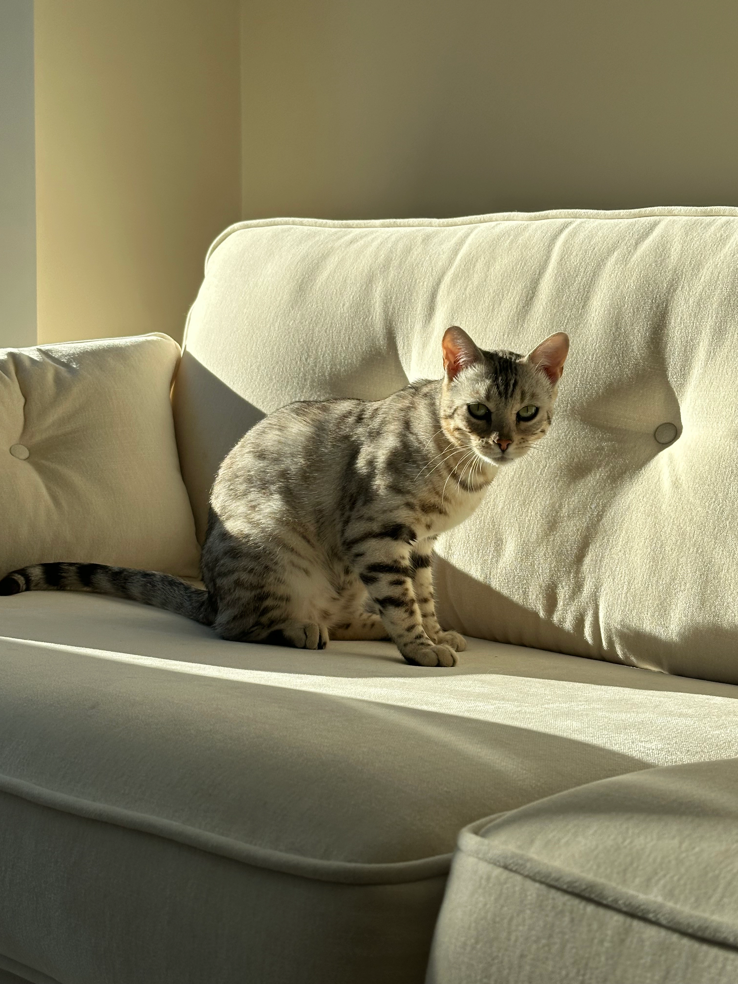 Annie - The Owell, Bury St Edmunds