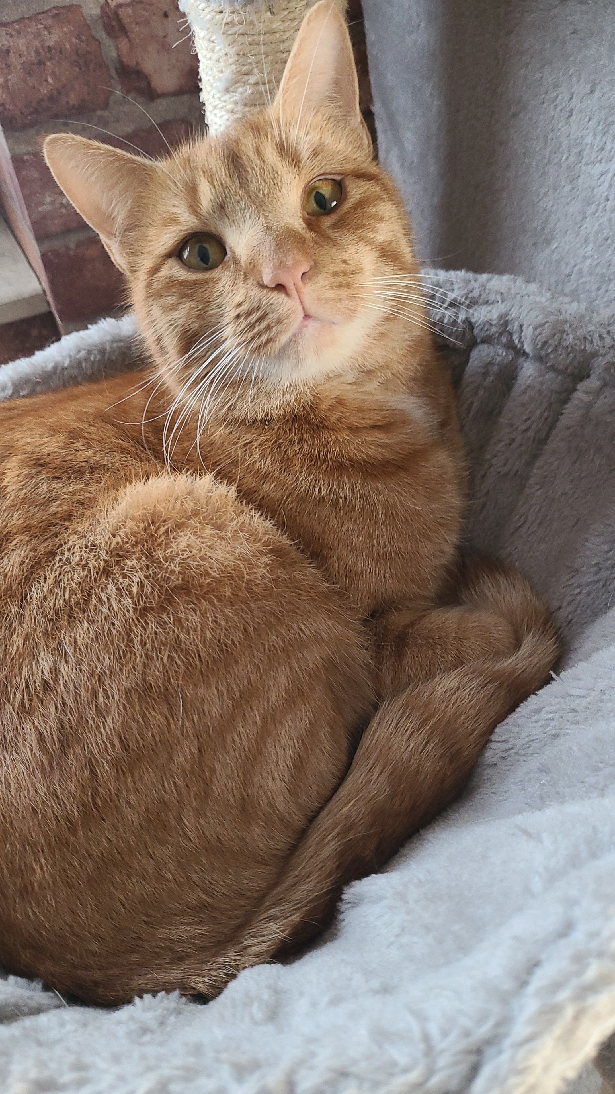 Garfield - Scheibenbühlstraße, Albstadt