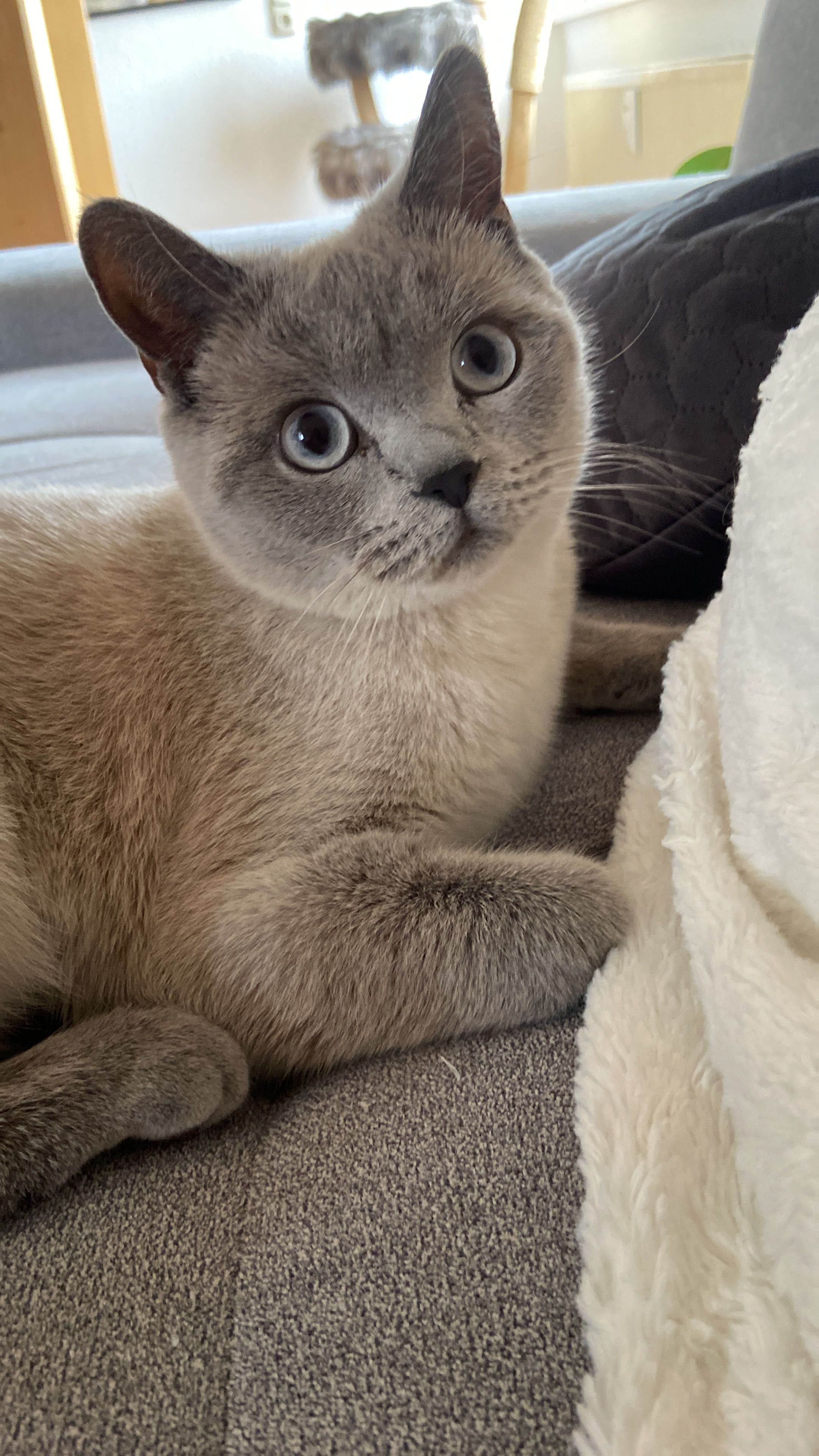 Maliya - 82418, Murnau am Staffelsee