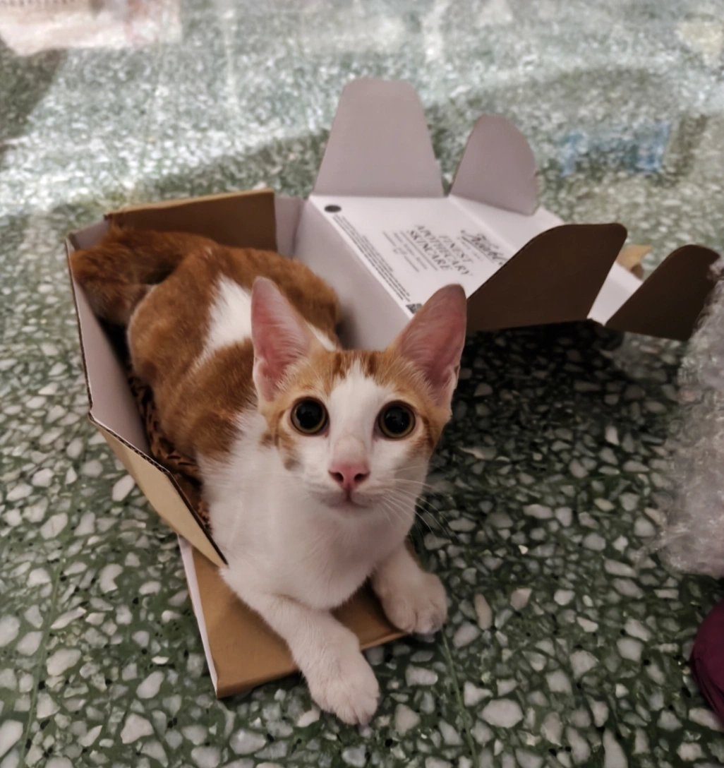 Fred - Leboh Bedara, Klang