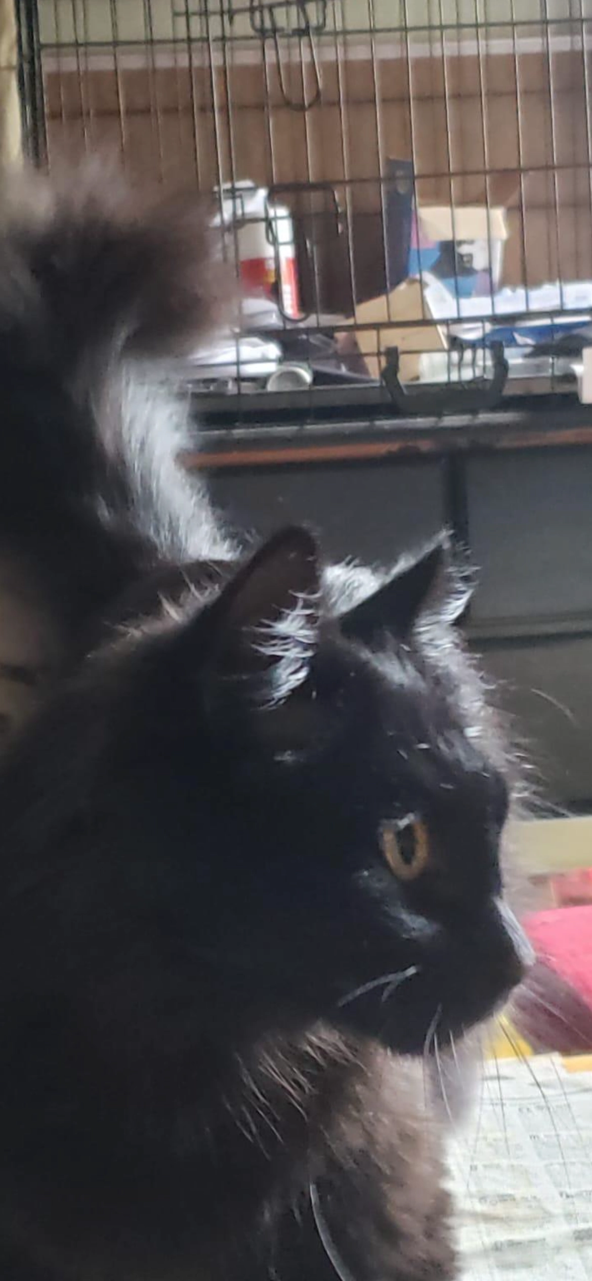 Buster  - Silver Close, Tonbridge