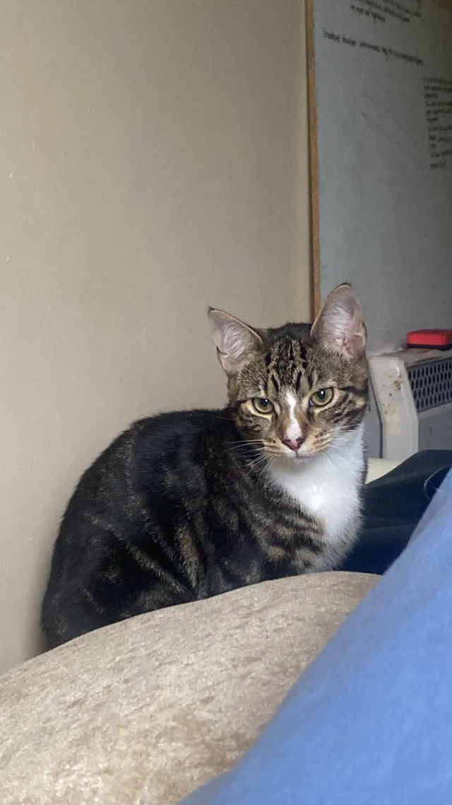 Junior  - N2 8, London