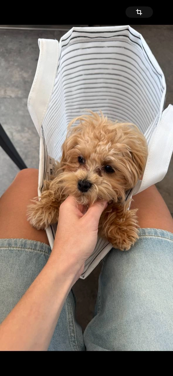 Sonya  - Chemin Des Cistes, Villefranche-sur-Mer