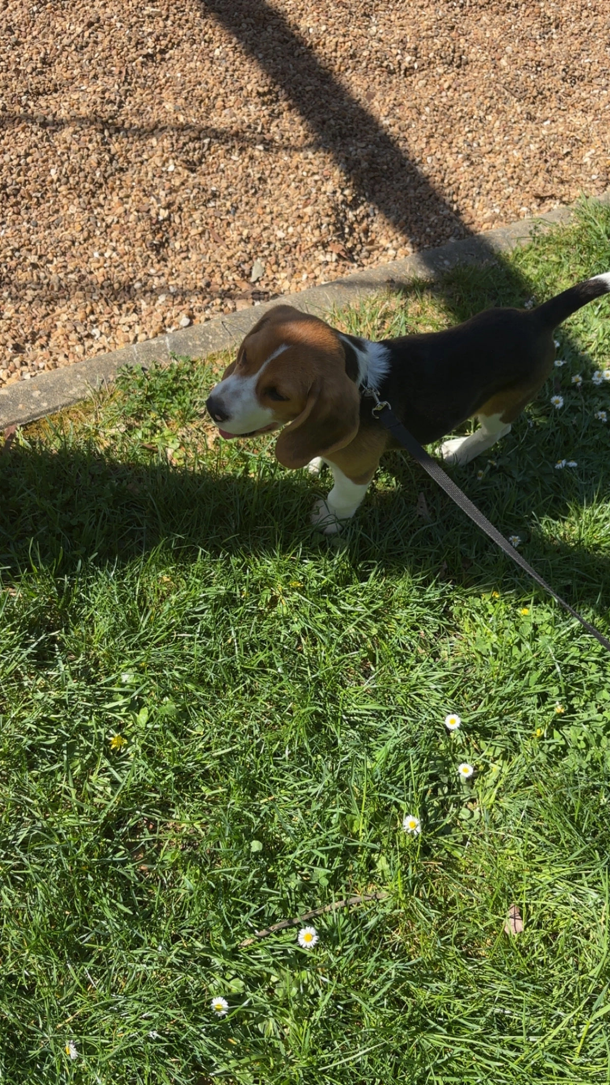 Oslo - Allée De La Rochefoucauld, Châteauroux