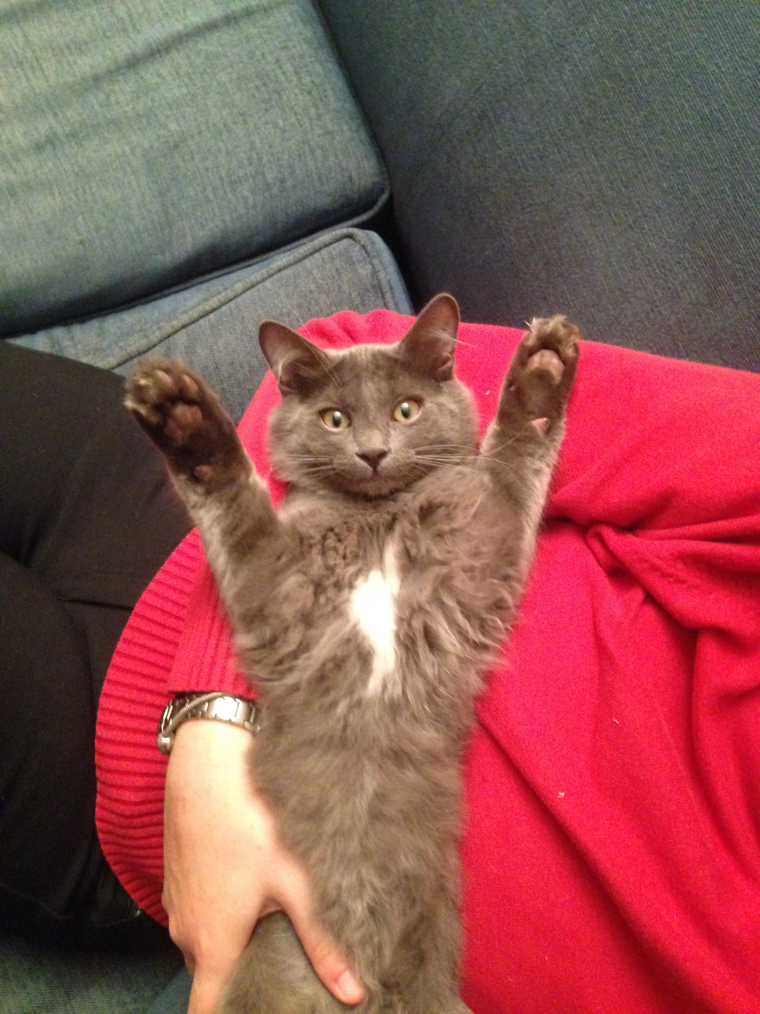 Pacha - 54 Chemin de la Tourache, Grasse