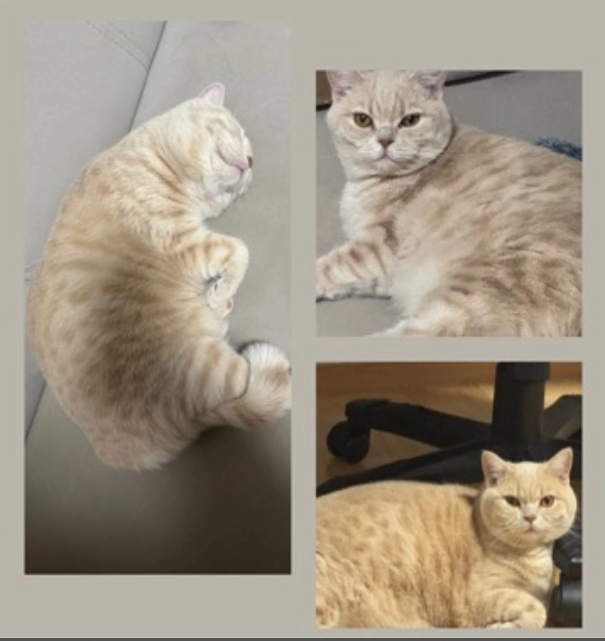 petek - Eragasse, Bregenz