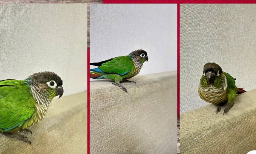 Green - Phu Thanh, Ho Chi Minh City