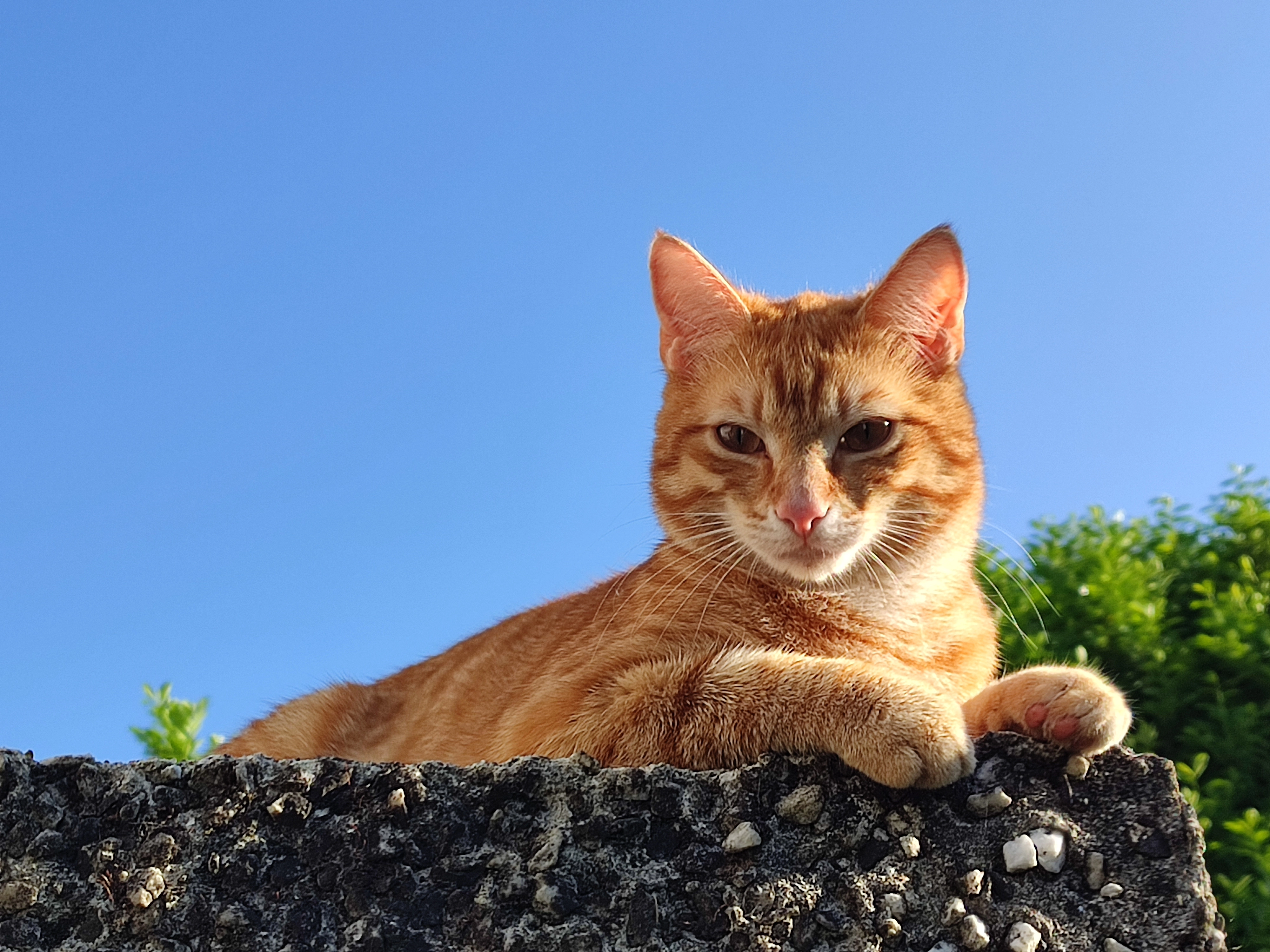 Leo - Cluain Aoibhinn, Naas
