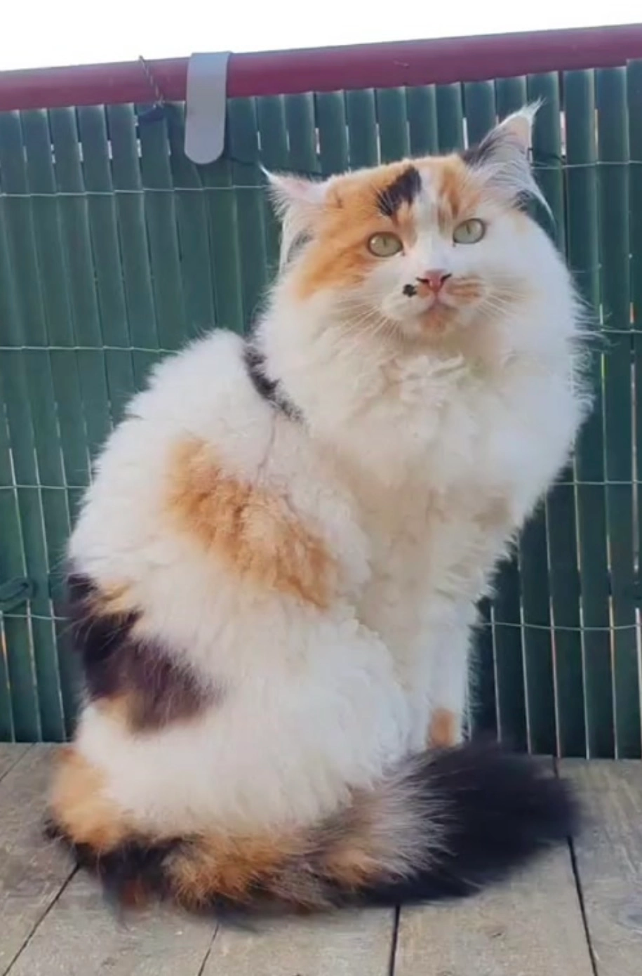 Oura - 9 Rue José Blanc, Auterive