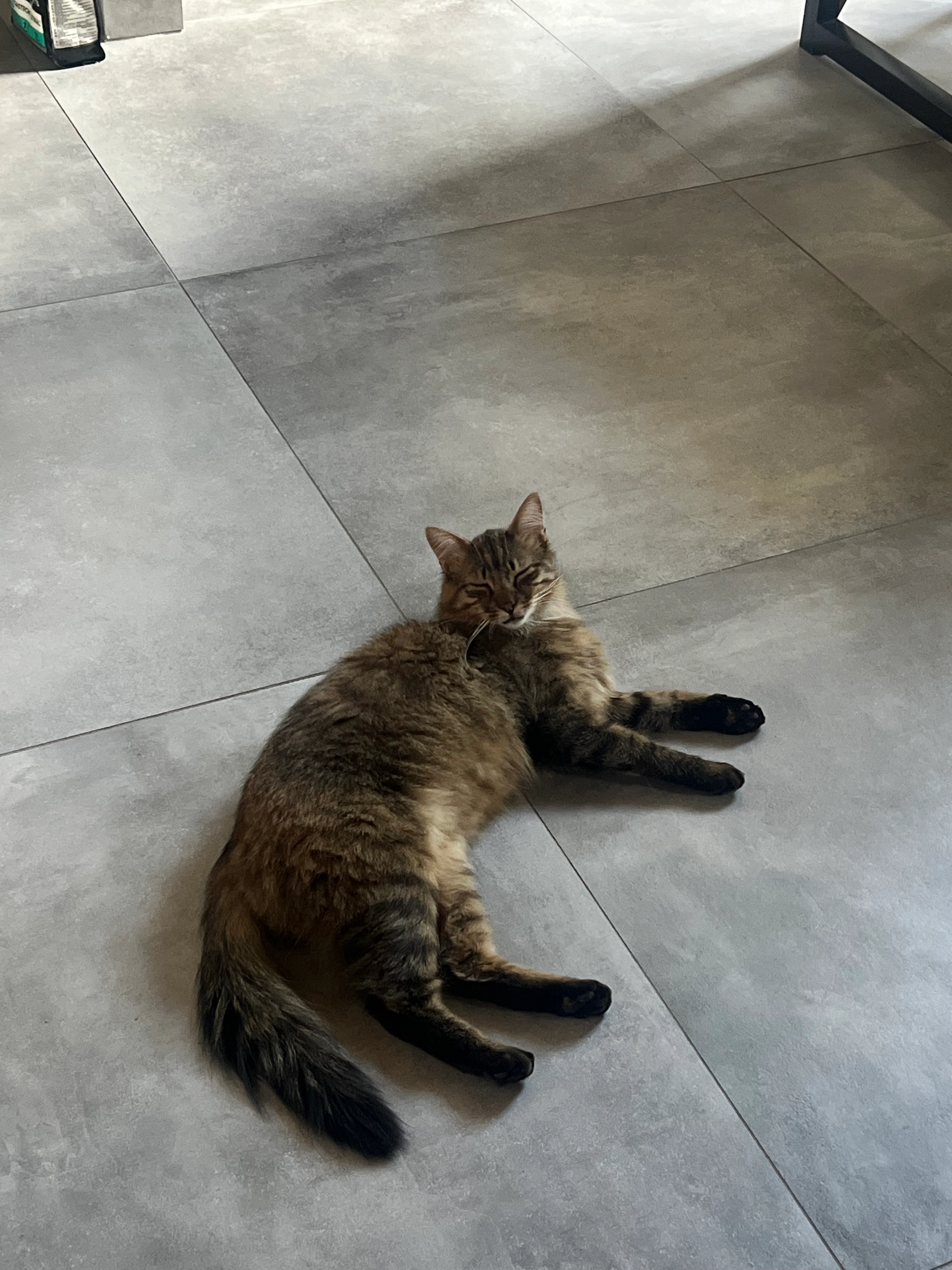 Koda  - Route Du Ranfray, Saint-Laurent-d'Agny