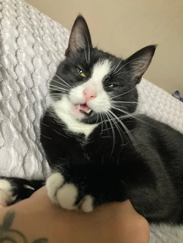 Cassie - Wickhurst Rise, Brighton