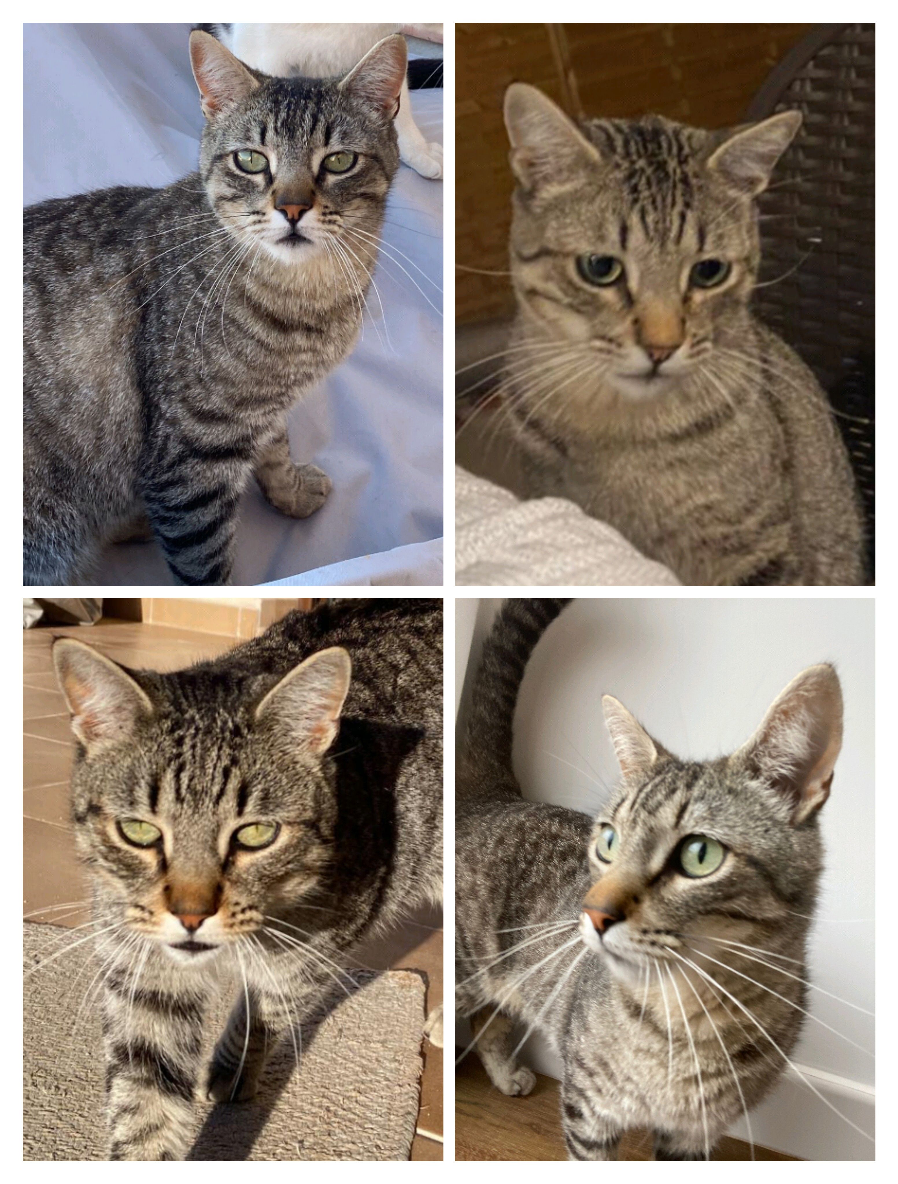 Simba o Coco - Calle Del General Yagüe, Recas