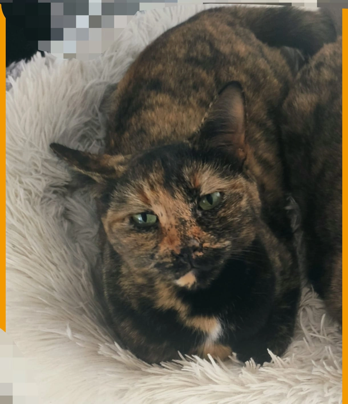 Chloe  - Calle Nueva Atalaya, Estepona