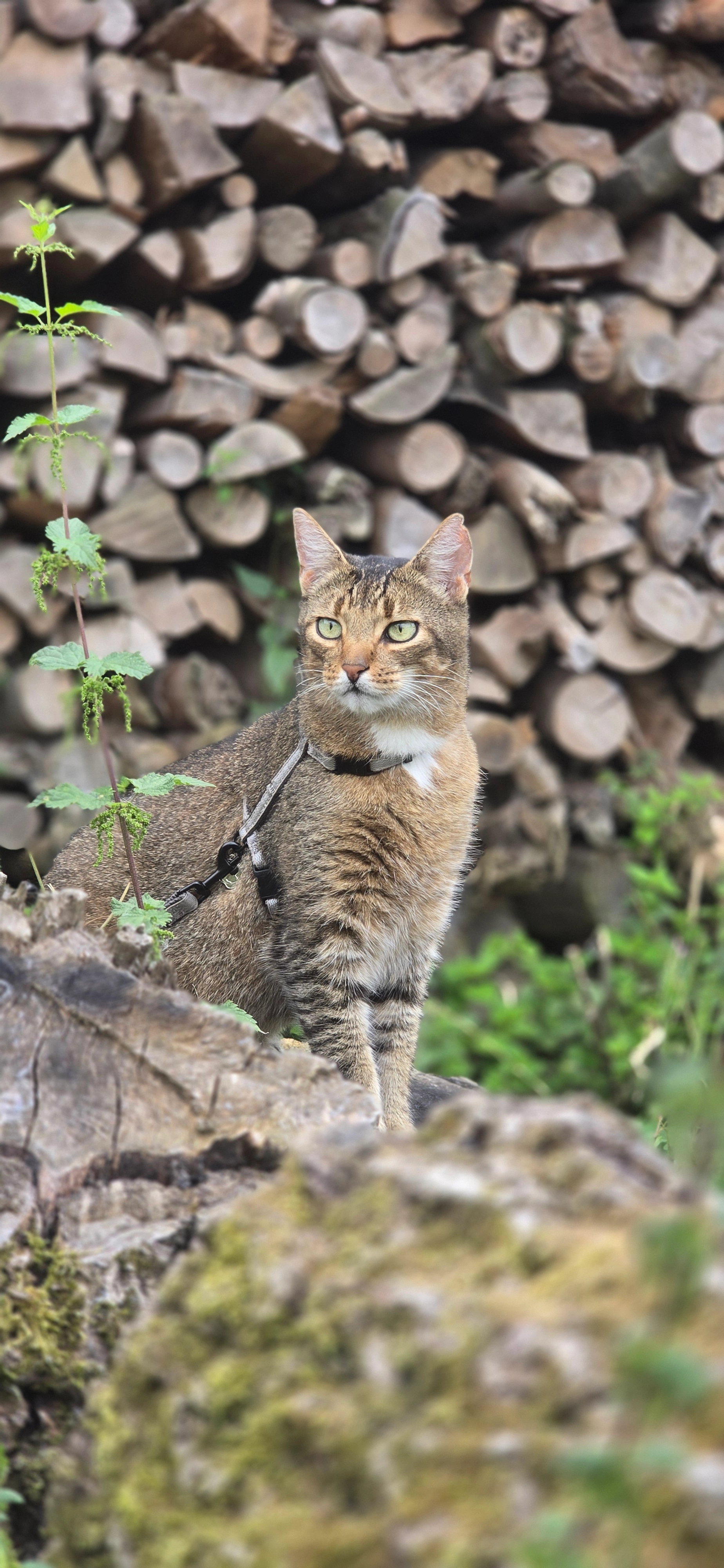 Johnny - Winterberg, Neunkirchen-Seelscheid